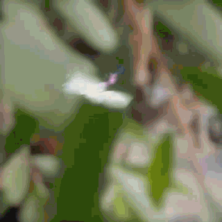 Edwon Profile Video - Butterfly - Medium.gif