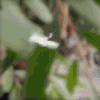 Edwon Profile Video - Butterfly - Extra Smal.gif