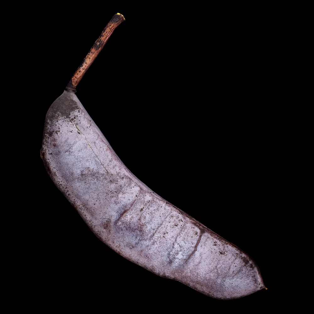 remnants43.jpg