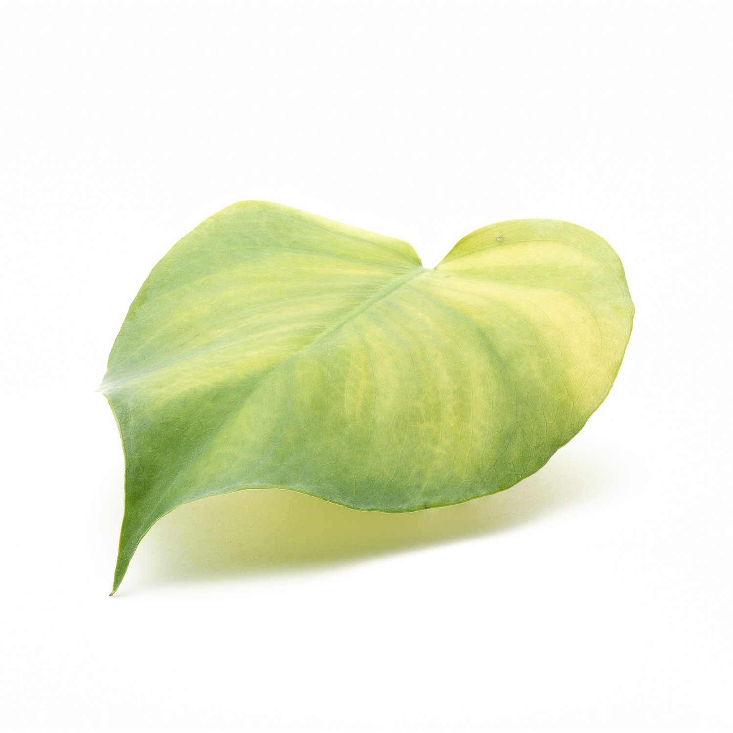 Not So Floating-11.jpg