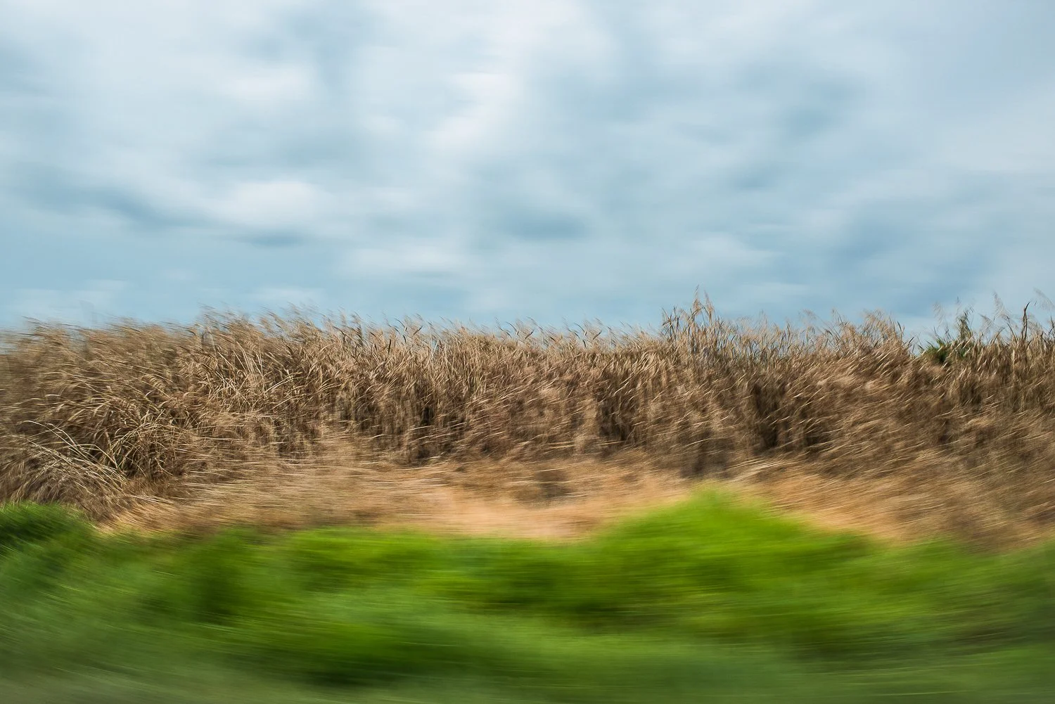 In Passing Nature-1.jpg