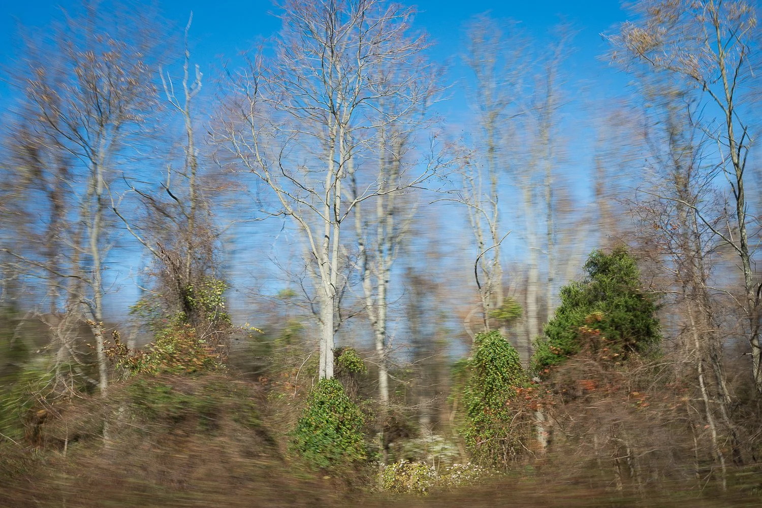 In Passing Nature-4.jpg