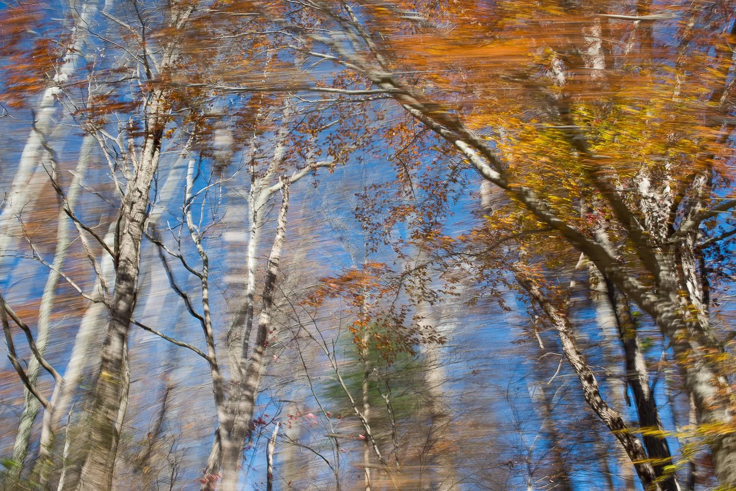 In Passing Nature-12.jpg