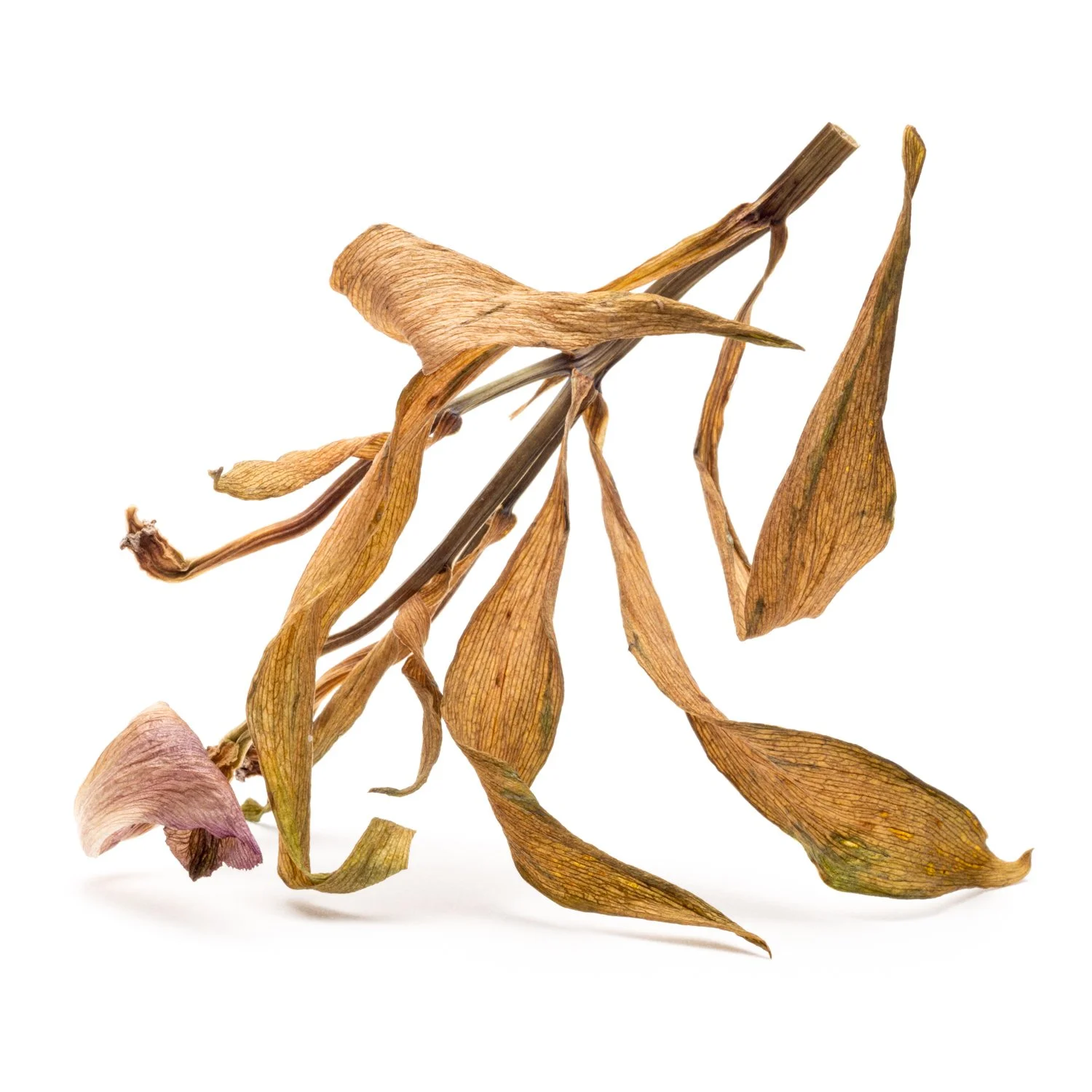 Not So Floating-14a.jpg