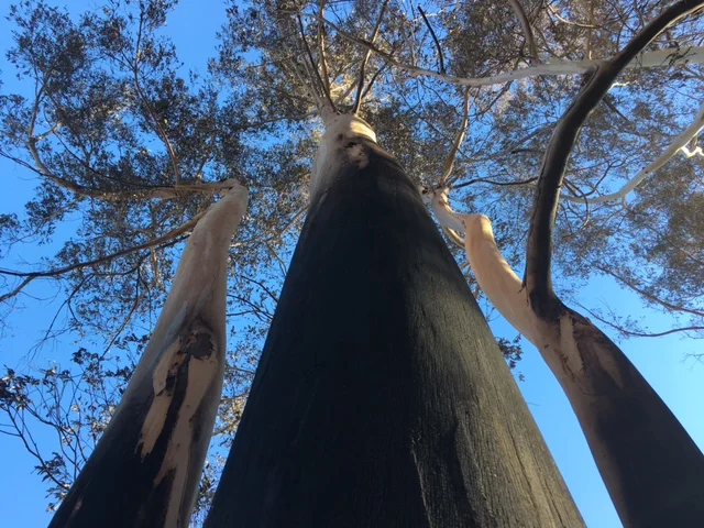 Eucalyptus Trees at Parker Hill Road.JPG
