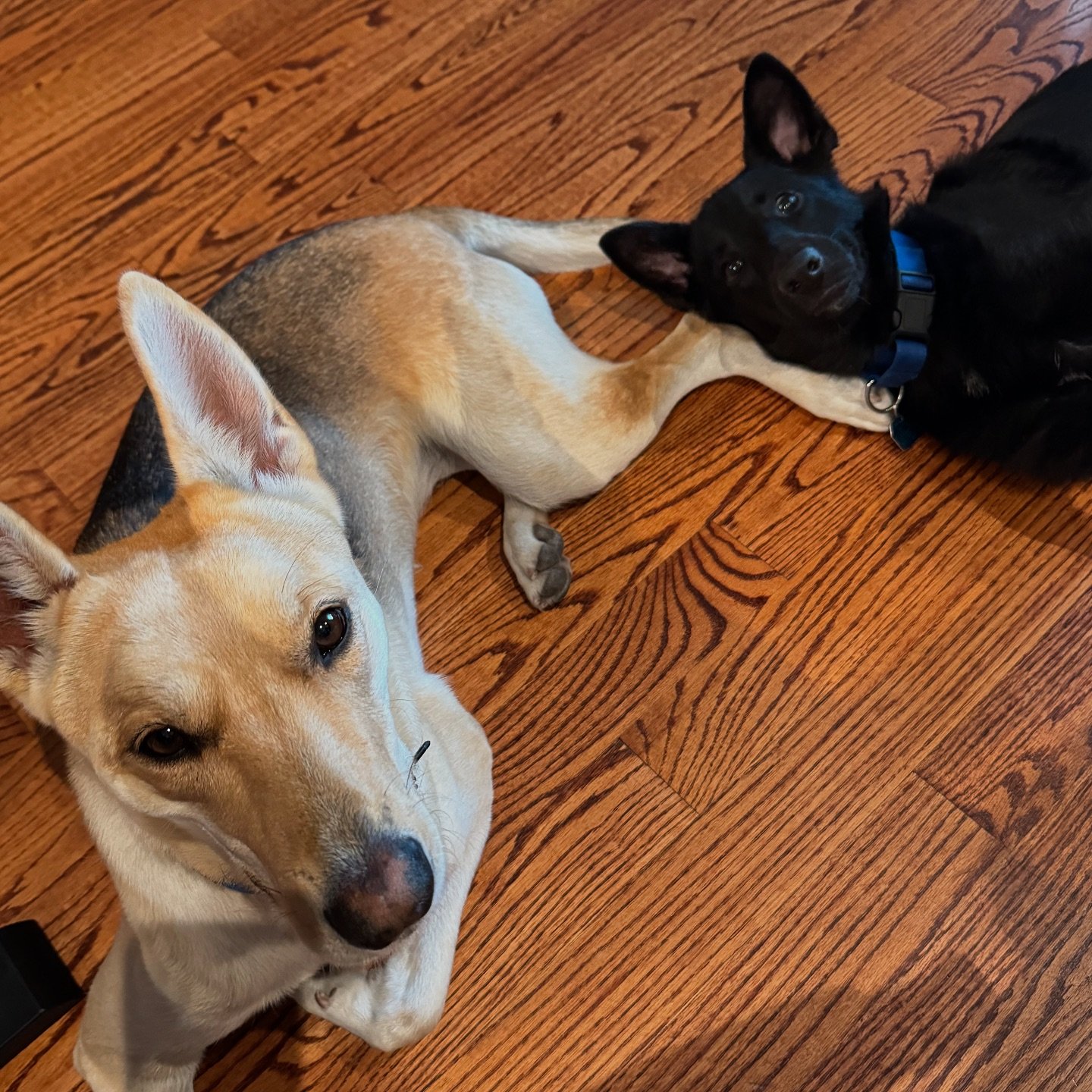 Augie and foster dog Freyja wondering why you haven&rsquo;t shopped the Black Friday sale yet so mom can buy more treats for them 😂
