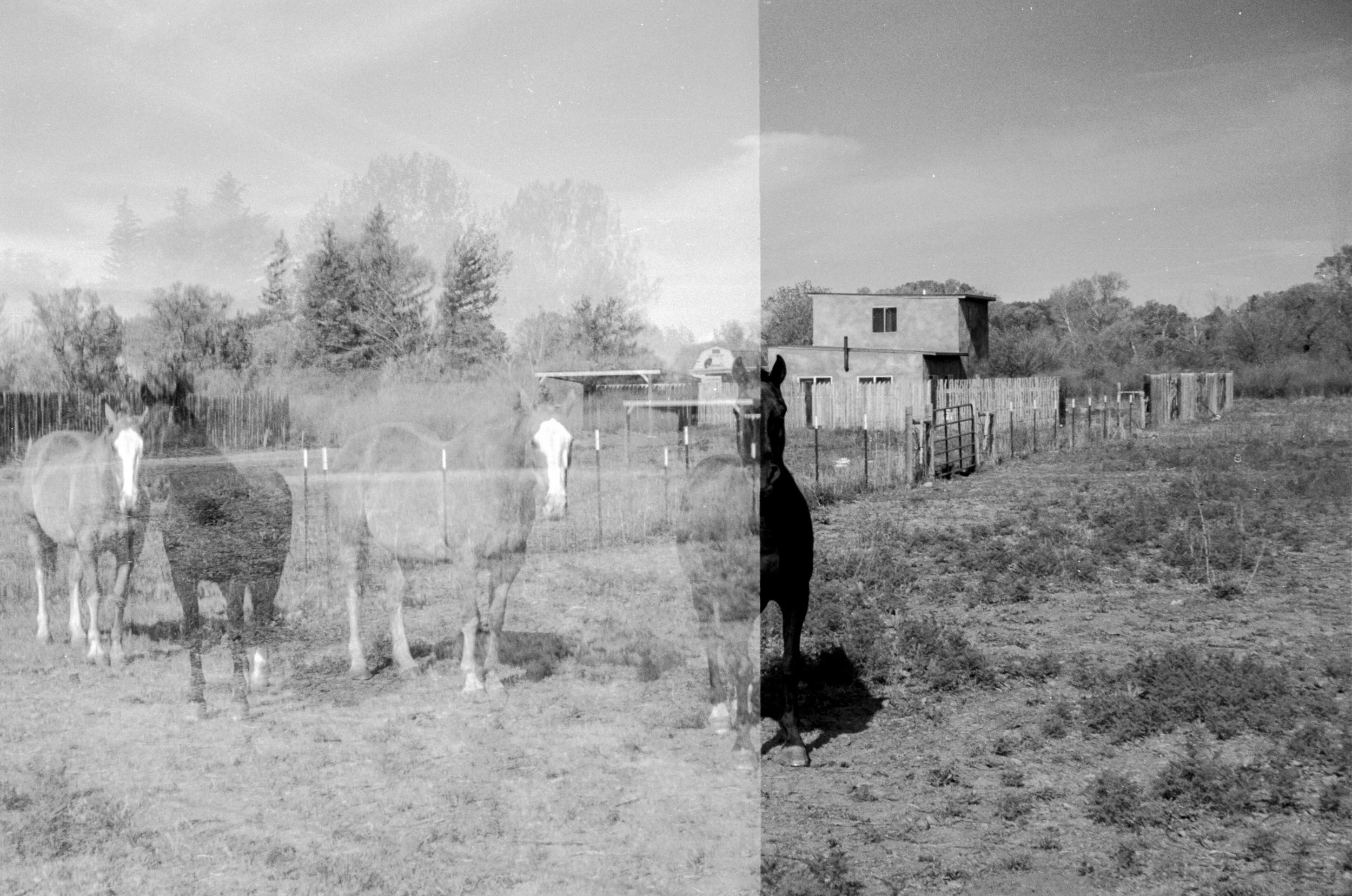 Hello Horses | Taos, New Mexico 2016