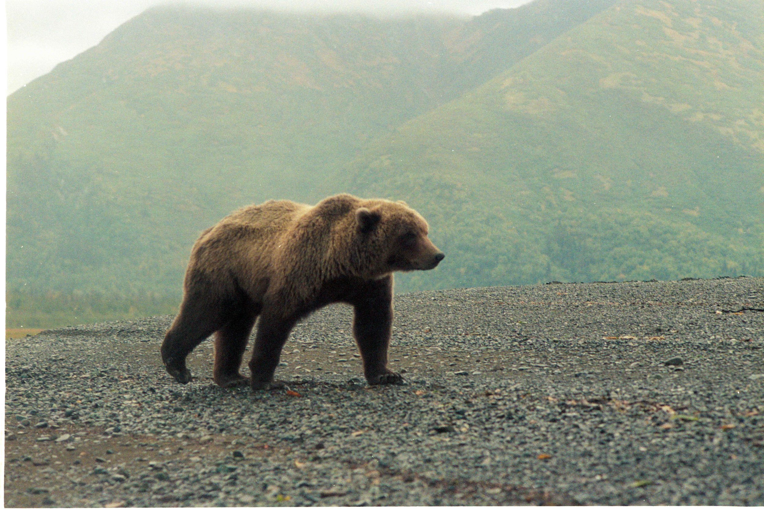 Grizzly Bear Encounter | Lake Clark 2017