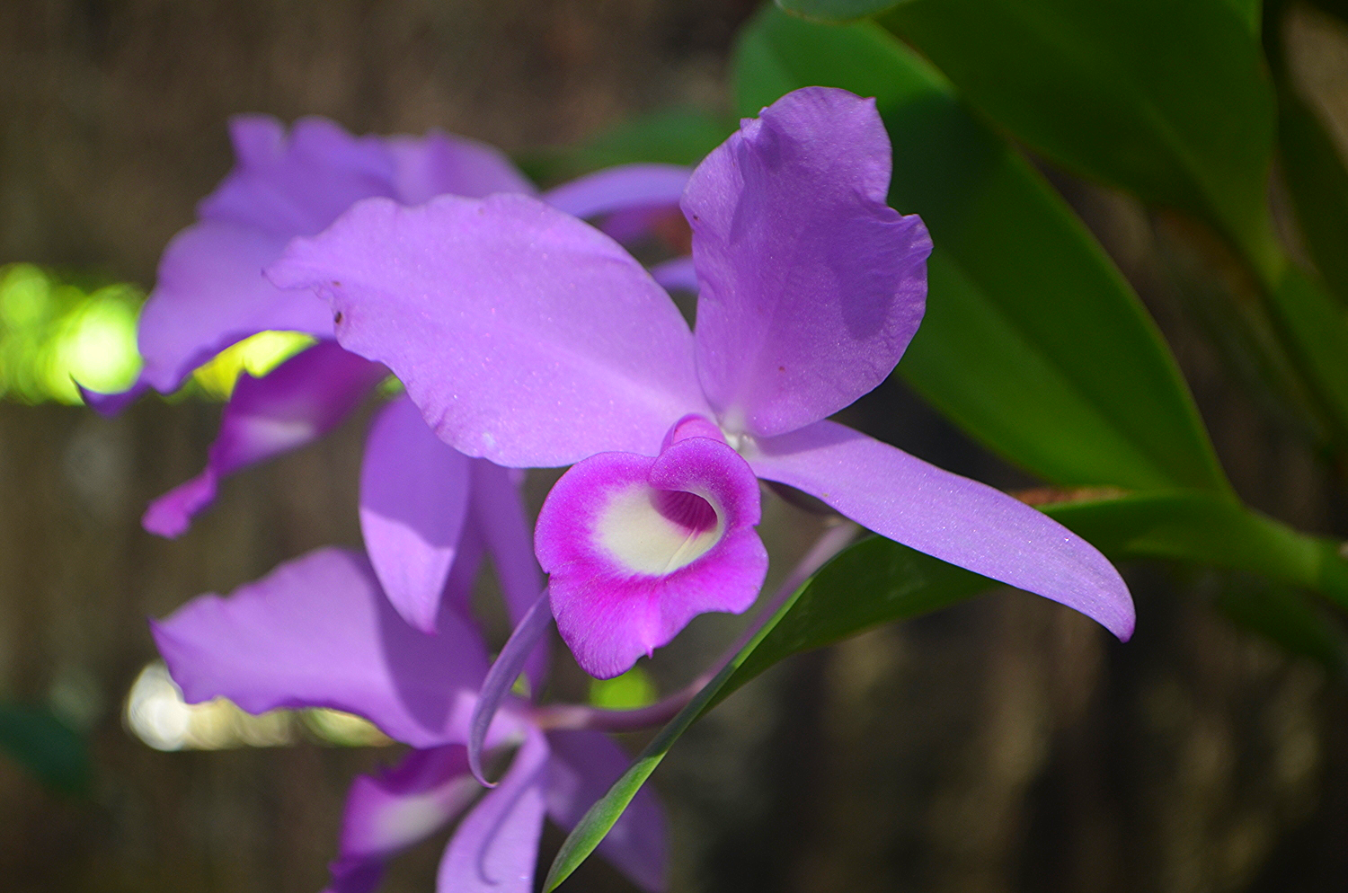 Orchid Garden. Soroa, Cuba
