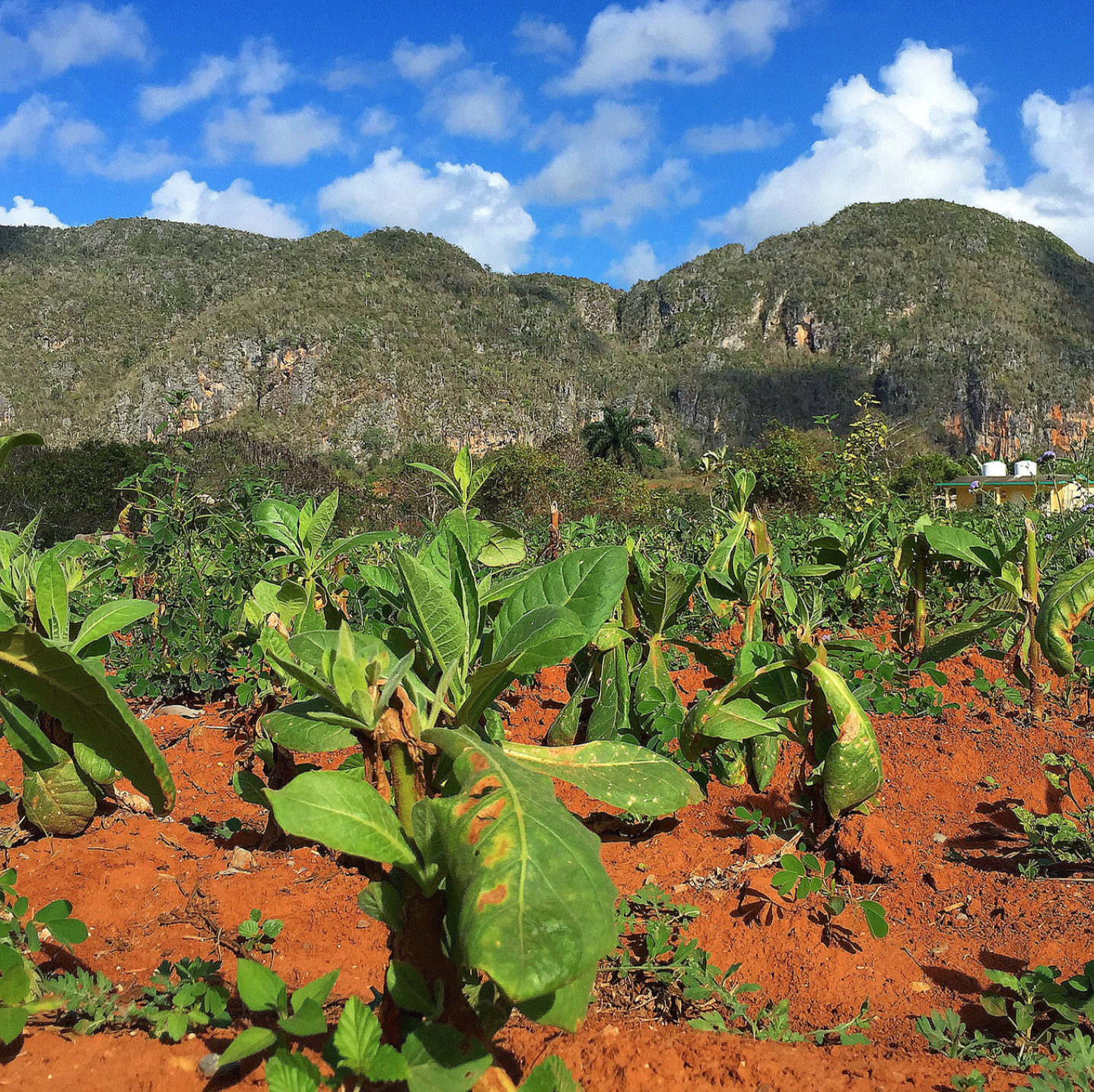 Tobacco Plantation, Vinales Cuba