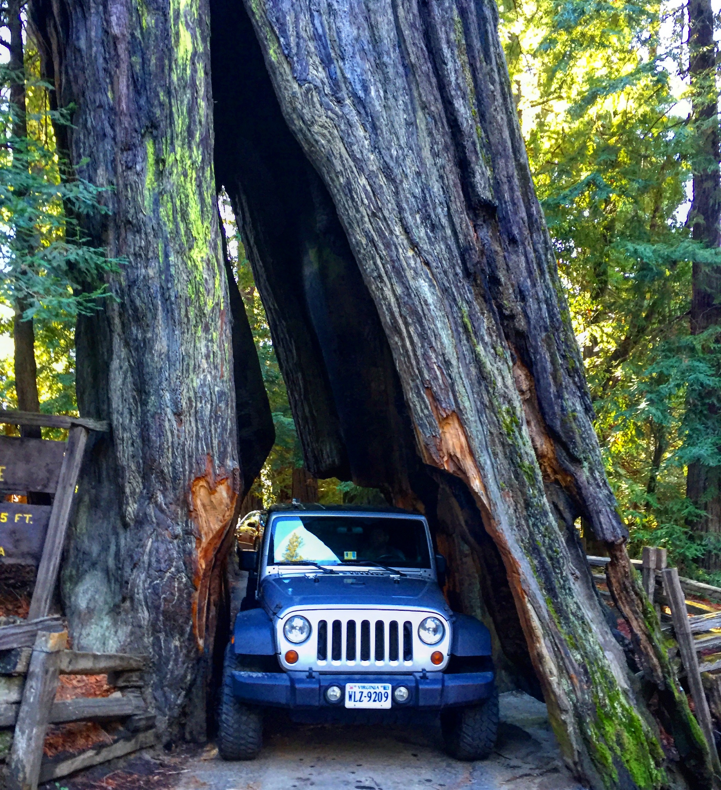 Redwoods
