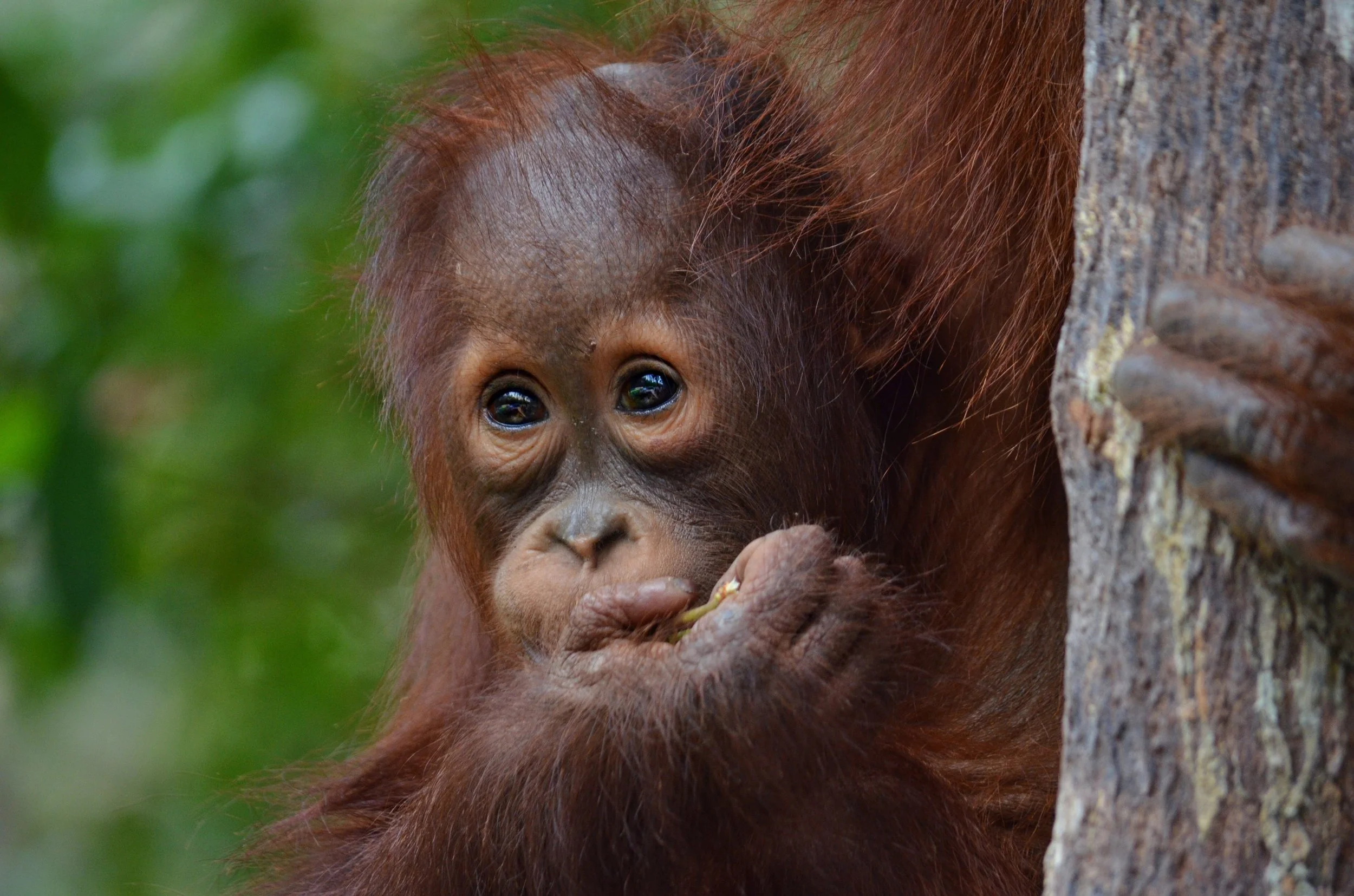 Trekking For Orangutans in Borneo