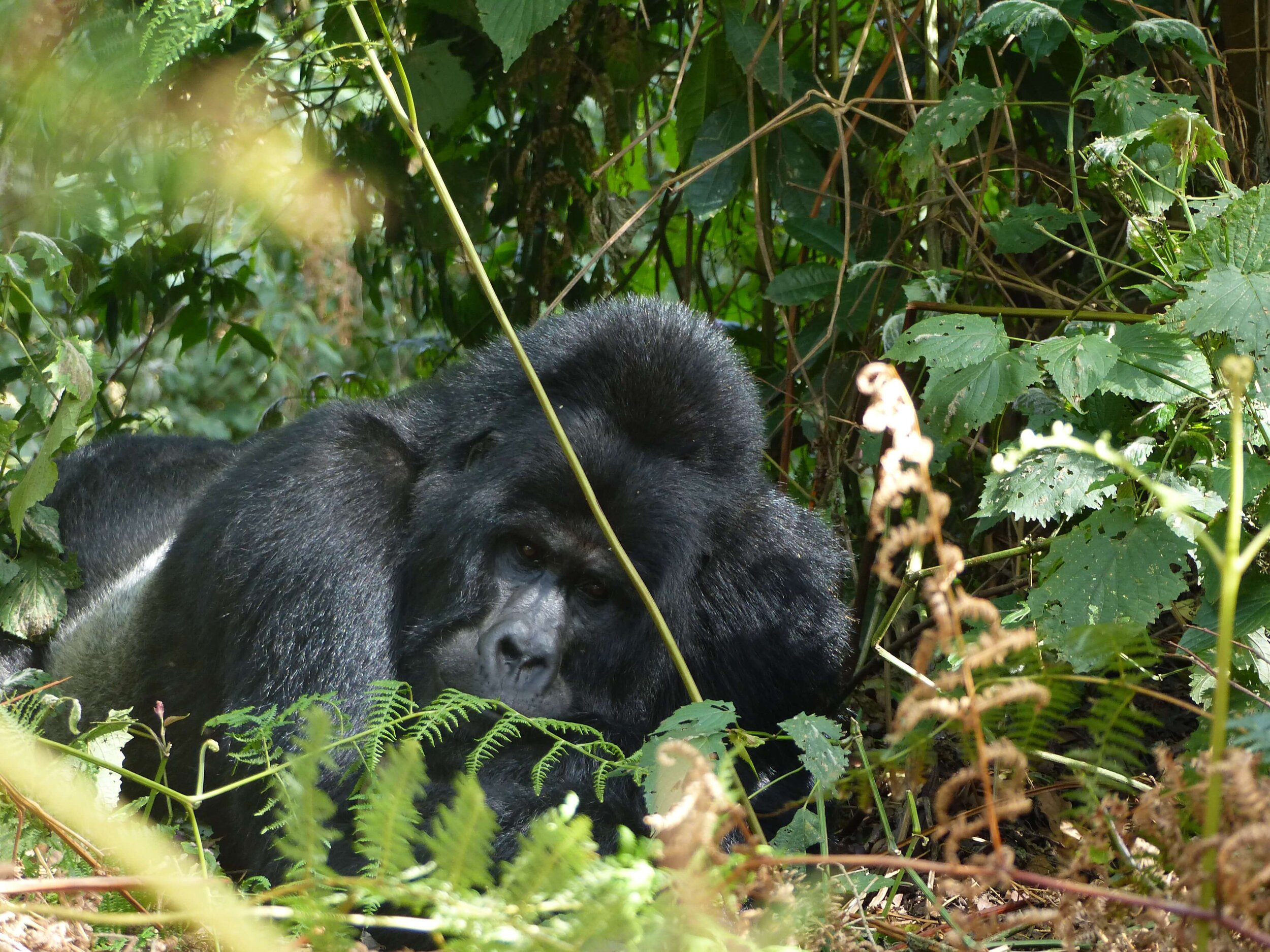 Travel Bucket List Destination: UgandaPhoto: RestAndRecuporation