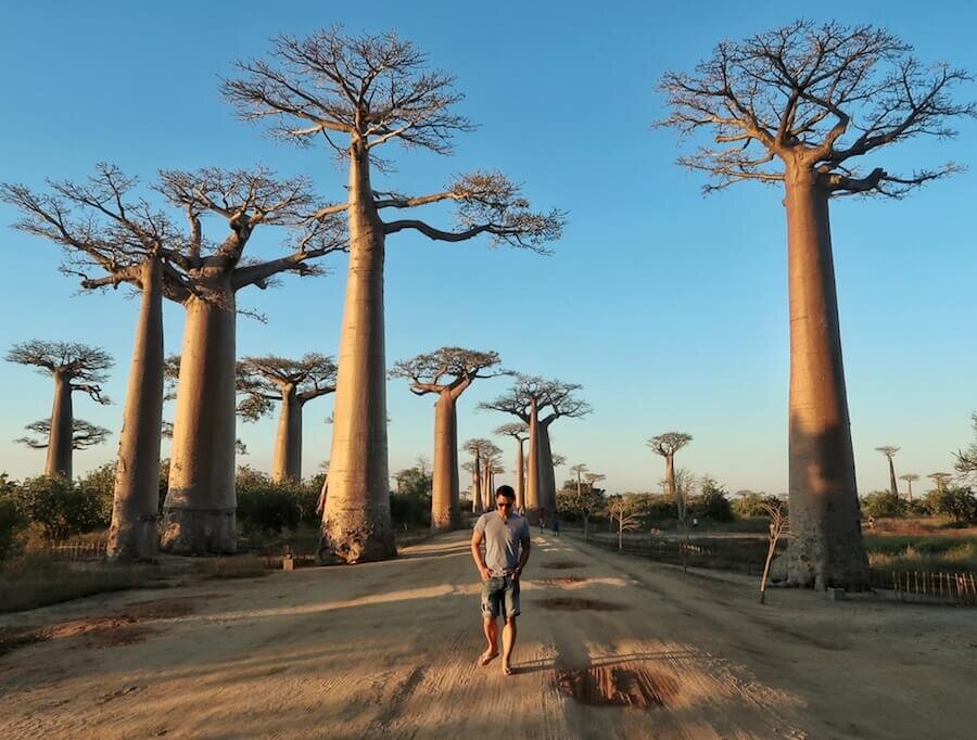 Travel Bucket List Destination: The Avenue of BoababsPhoto: ALifeOfY