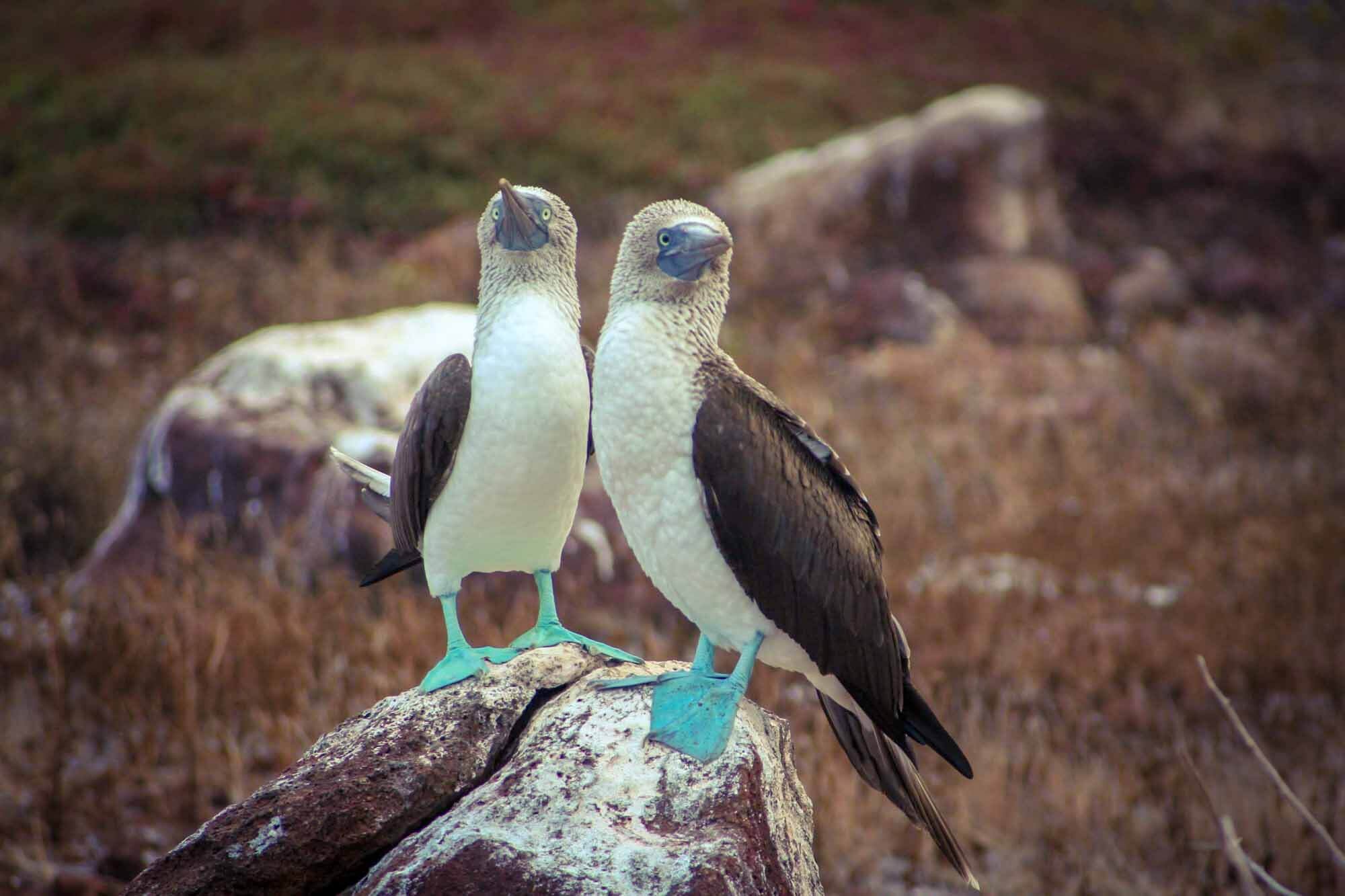 Travel Bucket List Destination: GalapagosPhoto: ChildrenOfWanderlust