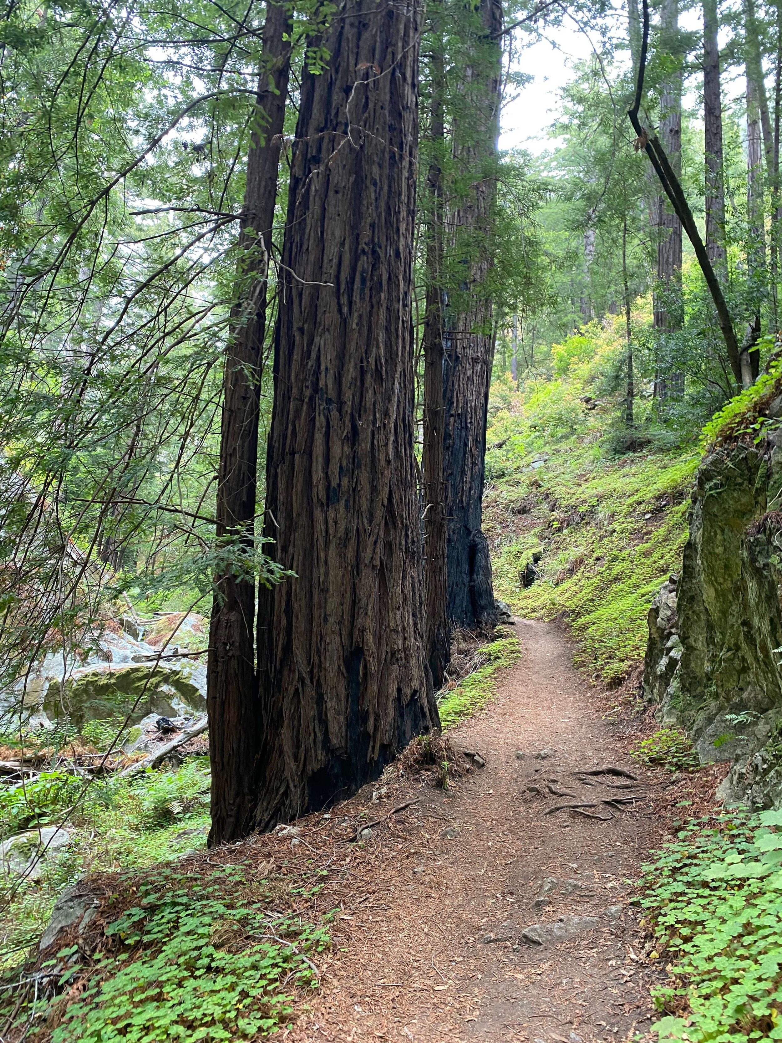 Redwoods Partington Canyon Hike Big Sur Monterey County California