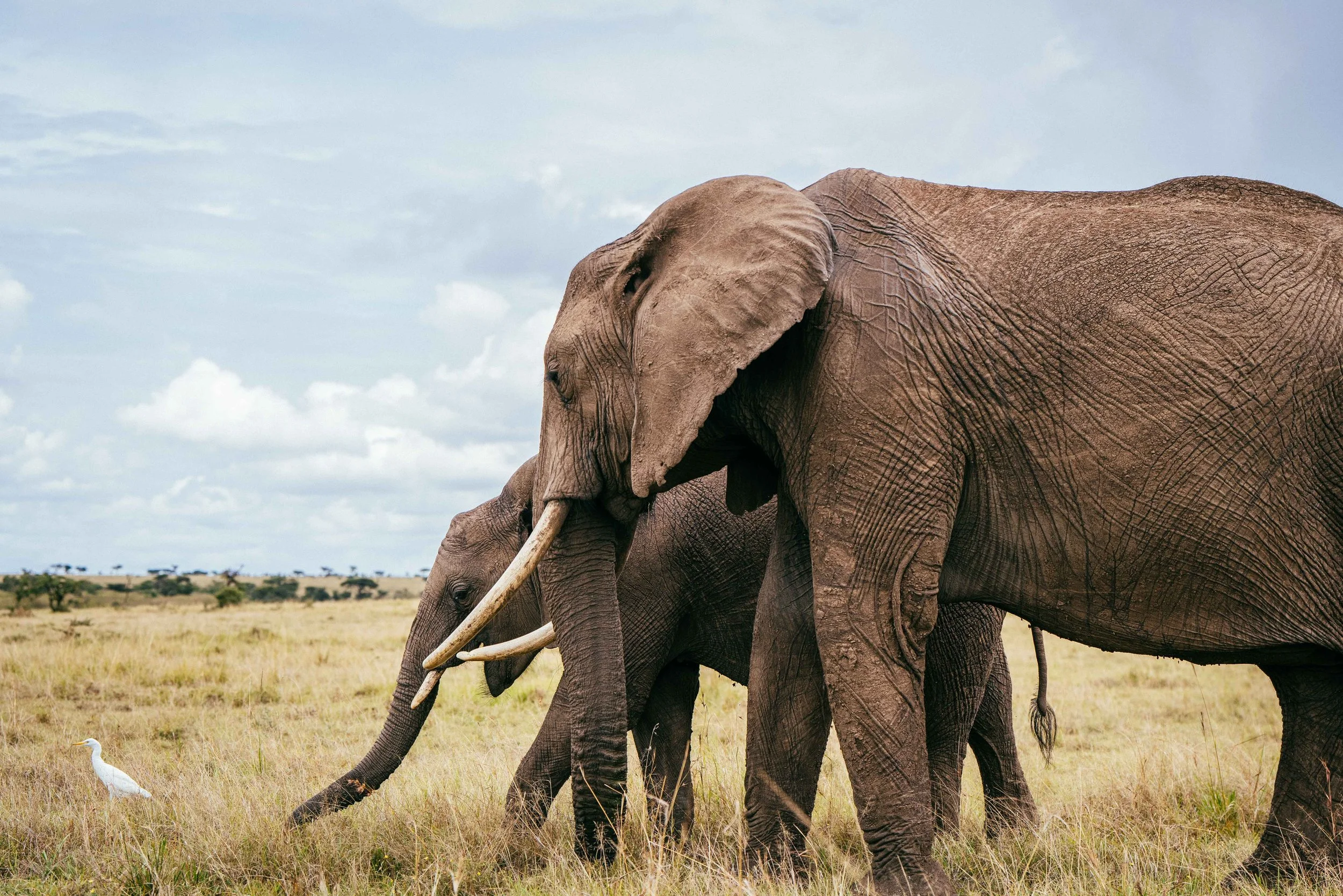 Kenya DEPOSIT - Double Occupancy (Shared California King)