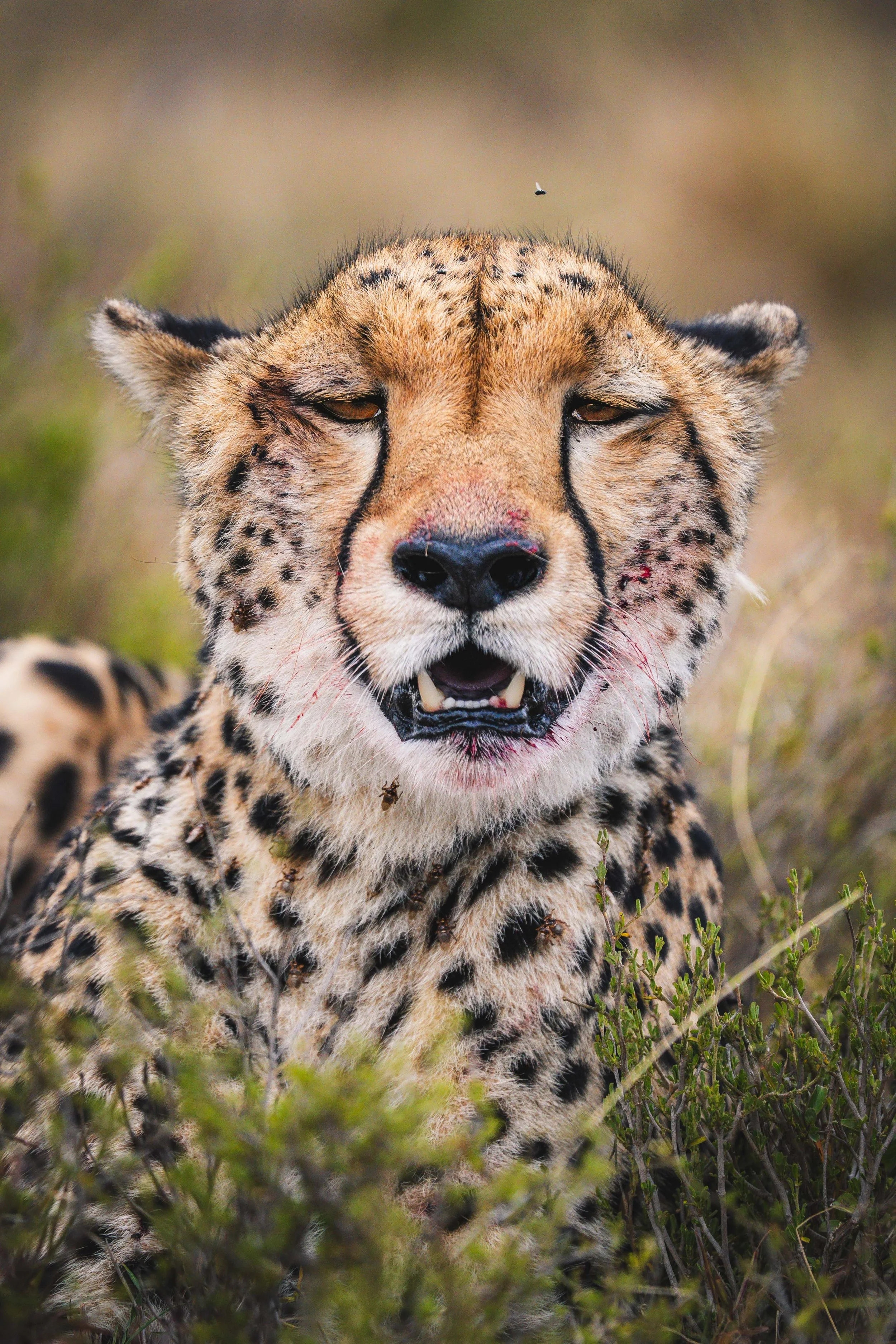 Kenya DEPOSIT - Solo Traveler – Shared Accommodation