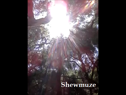 Light & The Trees