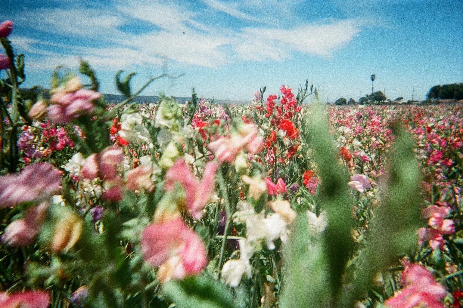  A field of sweet peas en route 