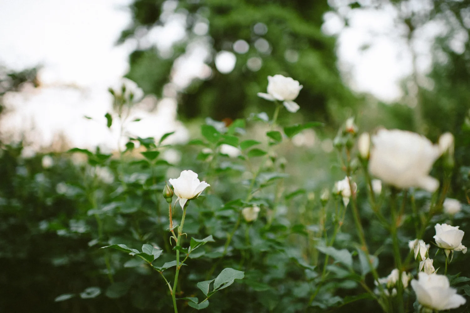 bettewalkerphotography12.jpg