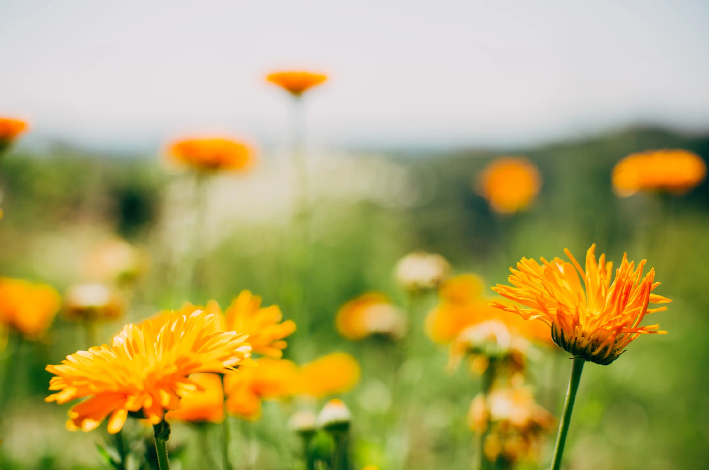Nature_1.jpg