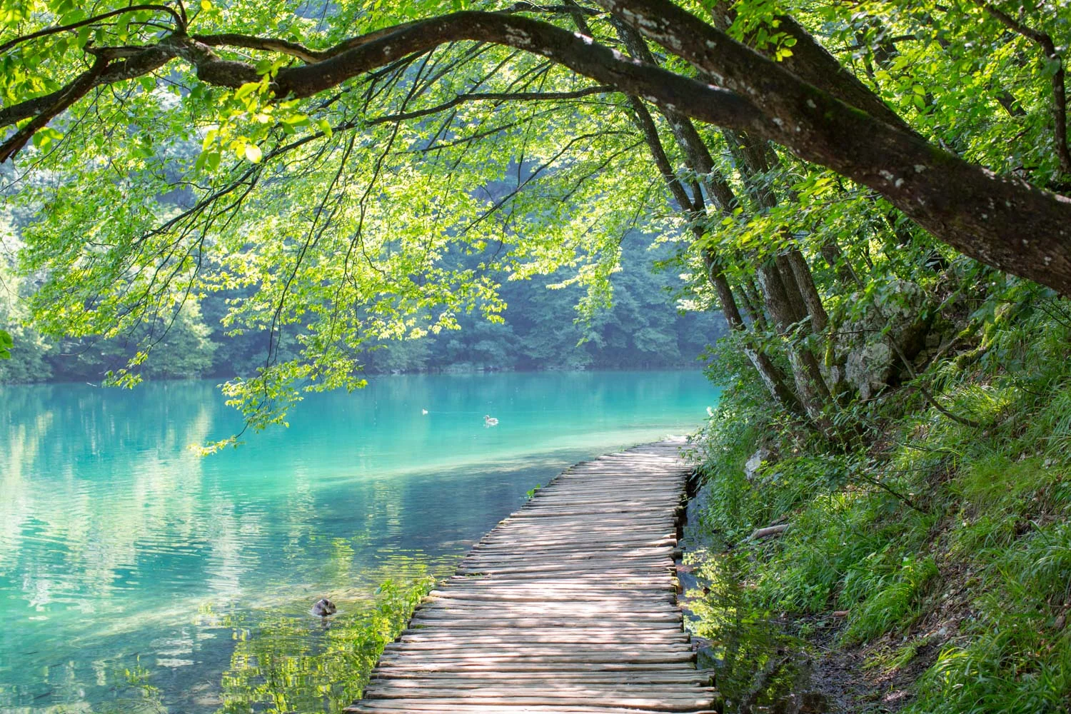 Nature_2.jpg