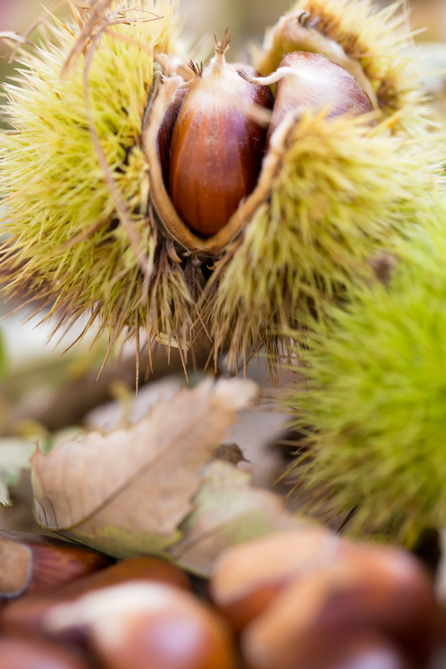 Nature_5.jpg