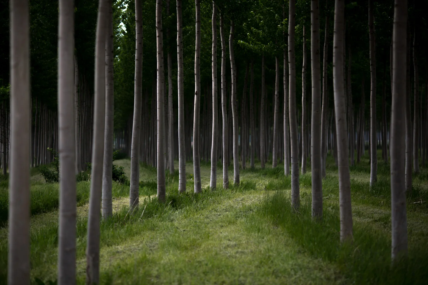 Nature_3.jpg