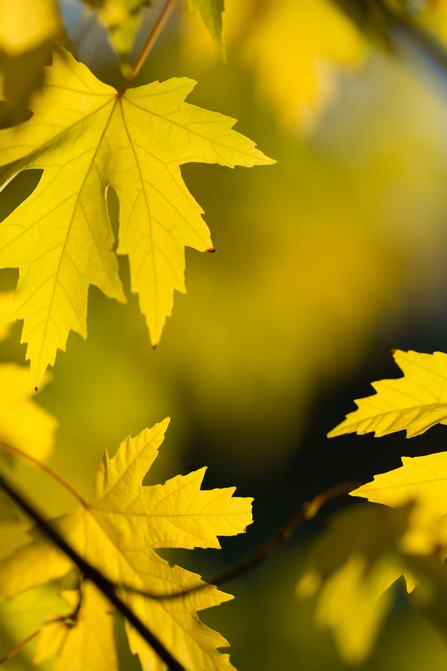 Nature_7.jpg