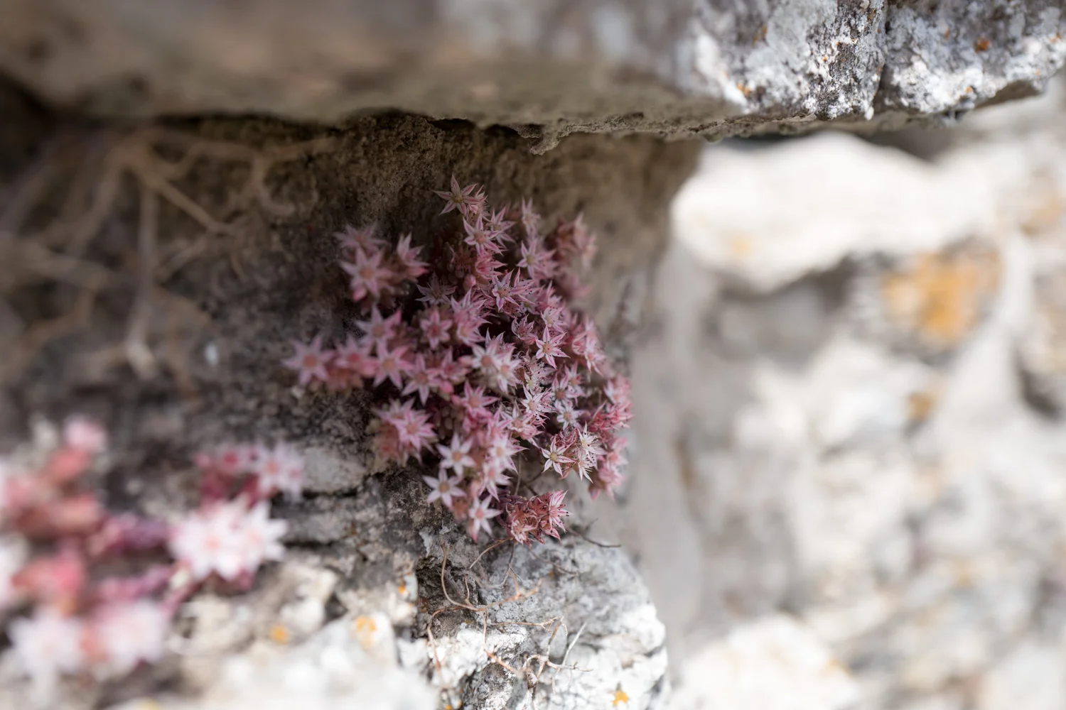 Nature_11.jpg