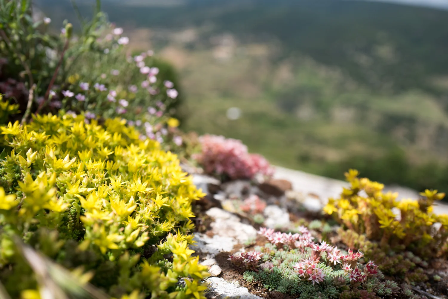 Nature_13.jpg