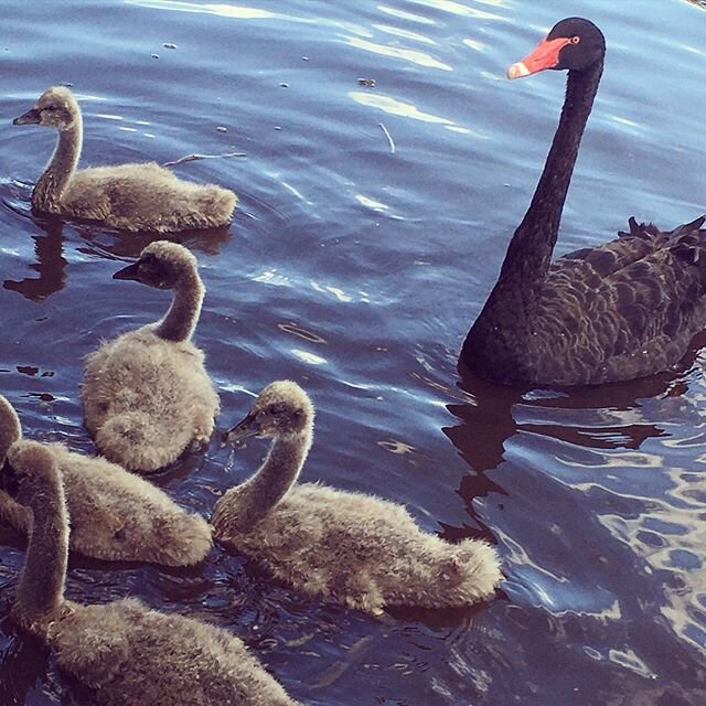 Today we learnt that a baby swan is called a CYGNET - so lucky to see these beautiful creatures 🦢#talkallday #buildingvocabularies #learnandplay #speechpathology
