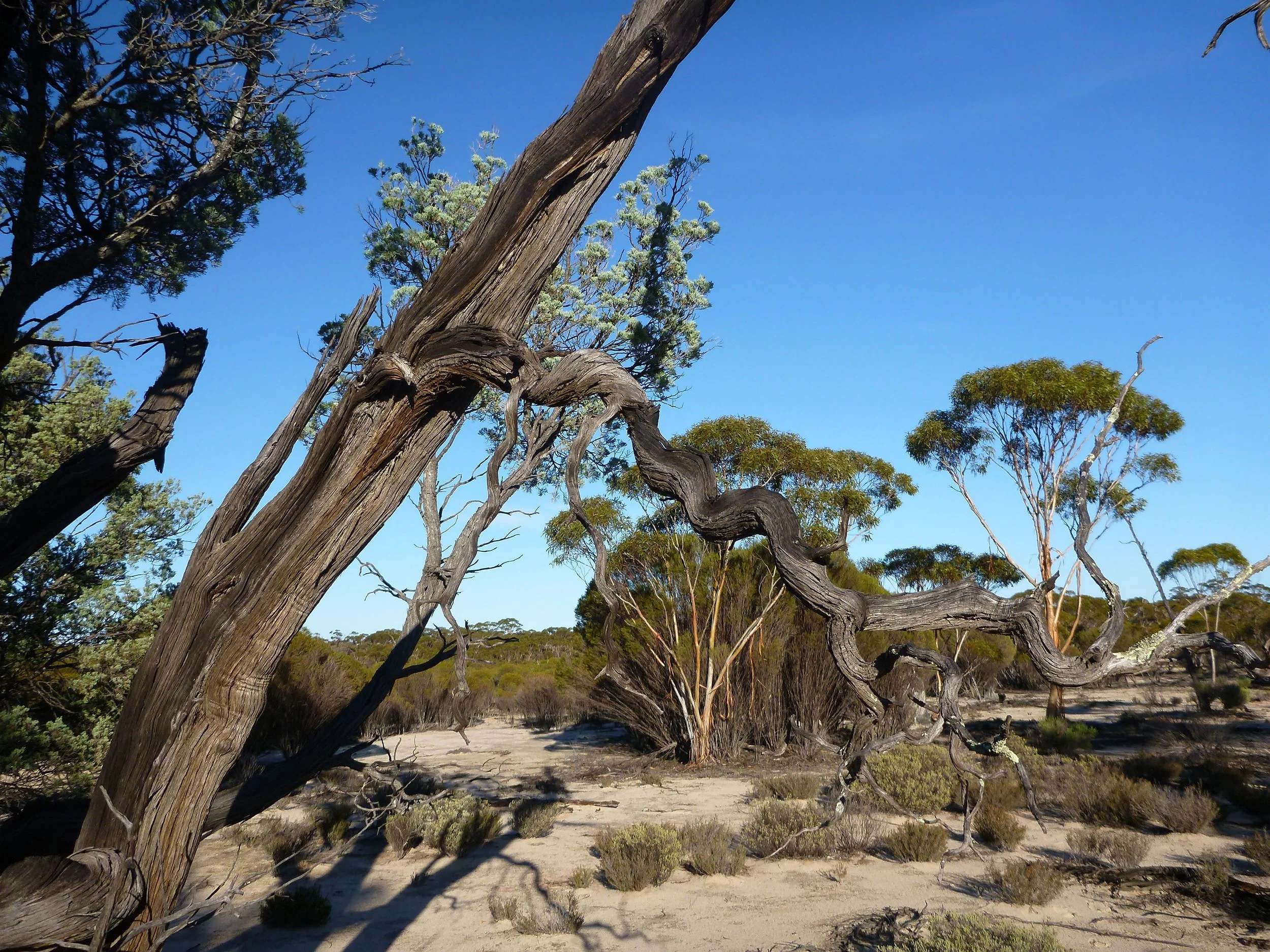 In ancient landscapes we are open to hearing the ancient Word/Spirit of creation