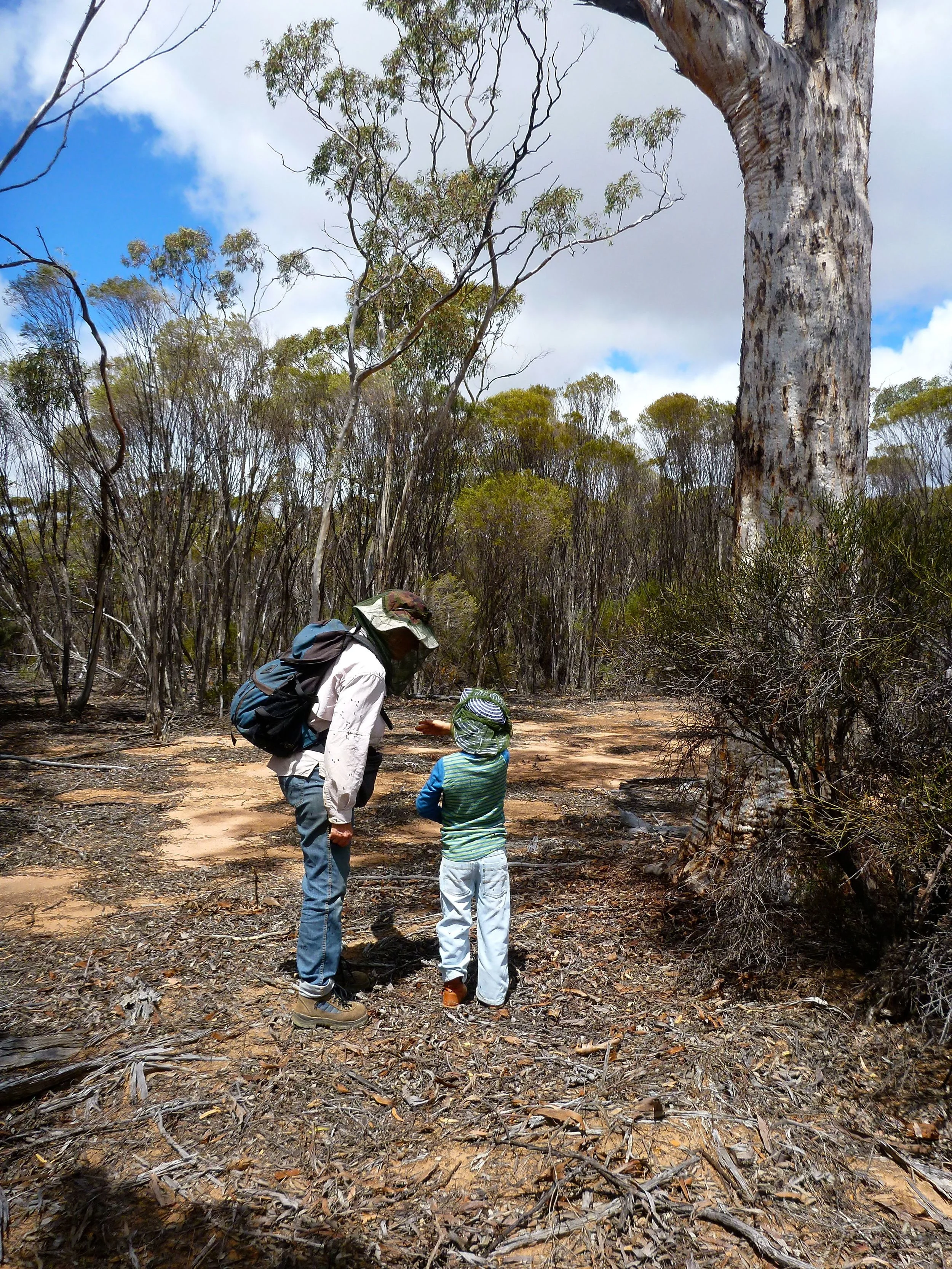 tilda and open woodland