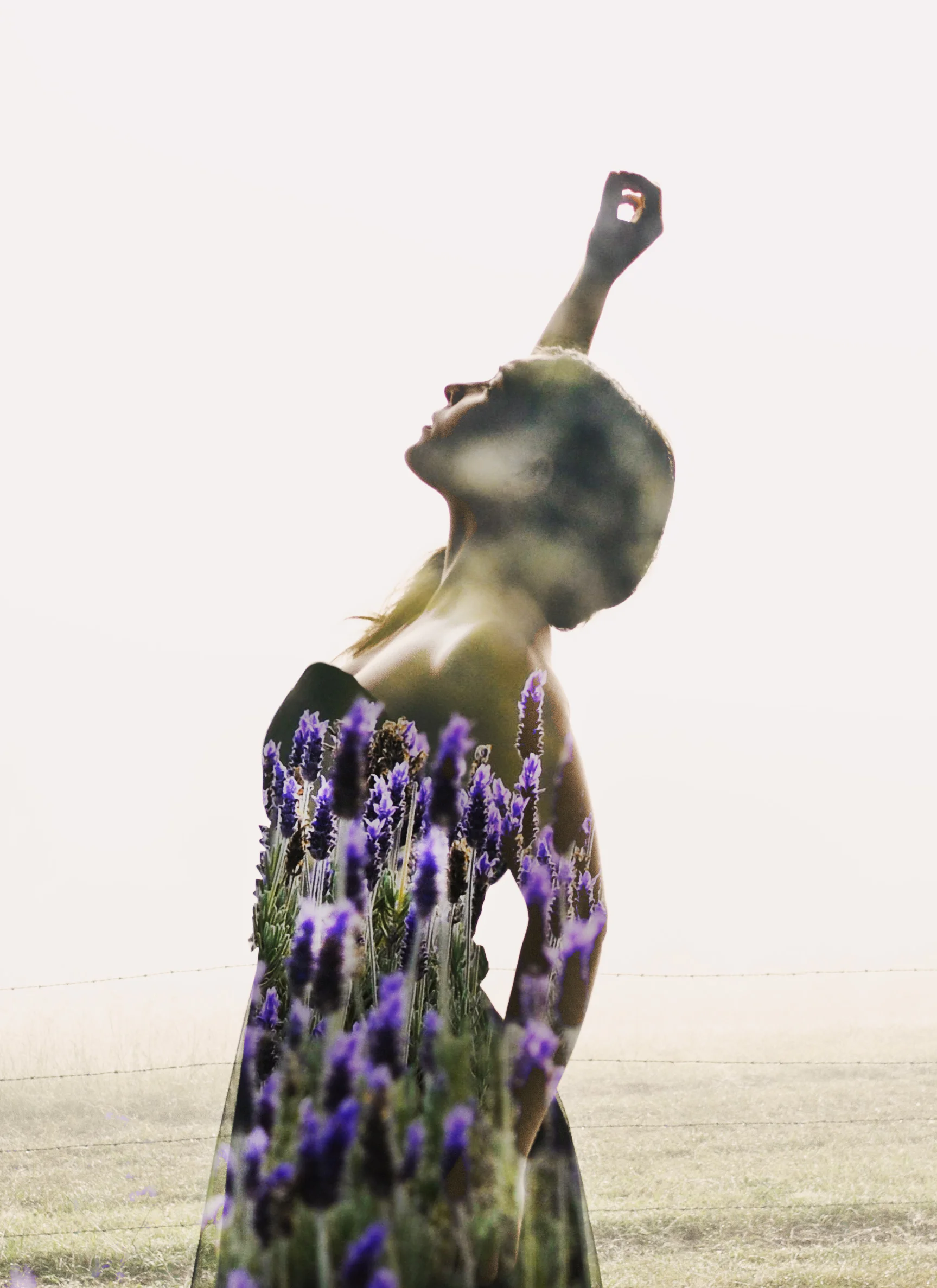 lavendar.jpg