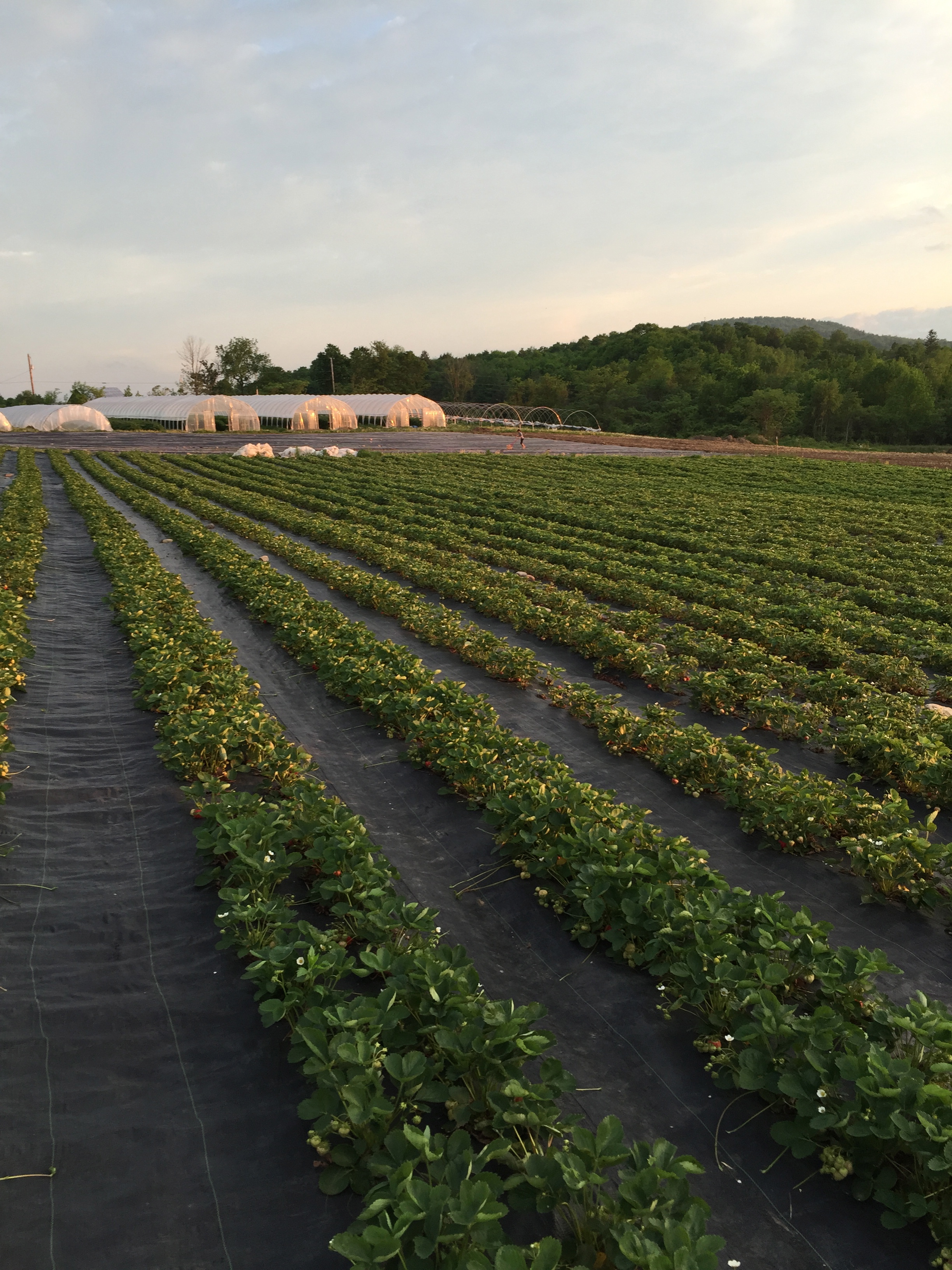 Adams Berry Farm