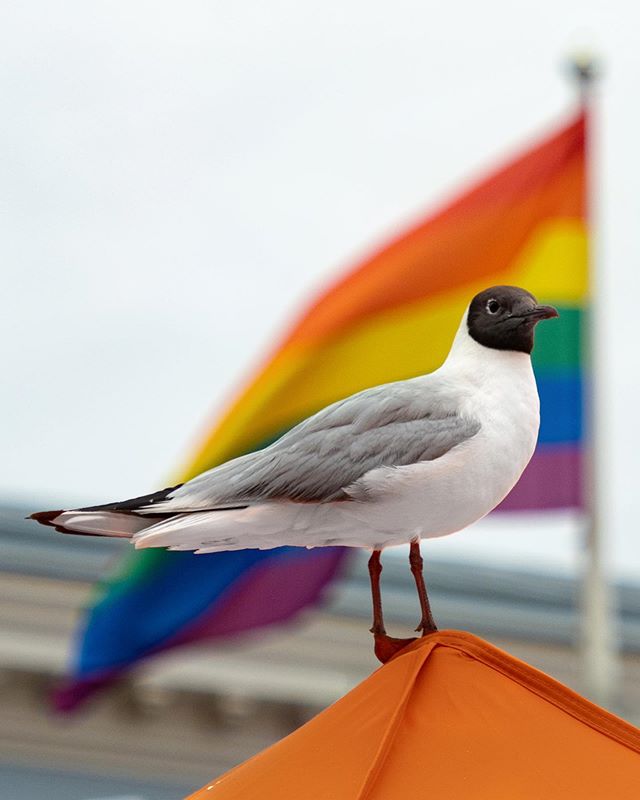 Seagull. #seagull #helsinki #olympus #mc20 #teleconverter