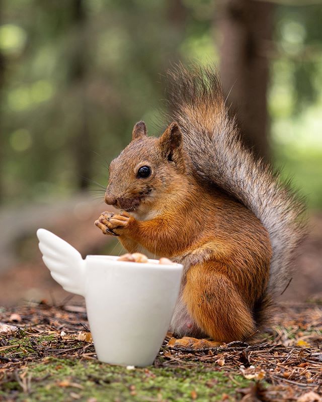 Made commercial photos for @samirinnedesign yesterday. #ceramics #squirrel #olympus