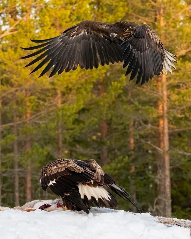 Something different. My first day ever photographing eagles. Photographed yesterday from @finnature_official eagle hide near Oulu Finland. #olympus #em1mkii #eagles #birdphotography