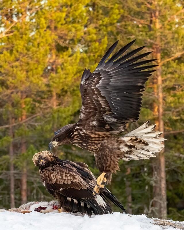 A Golden Eagle and a White-tail Eagle are interested in the same food. Not real fight, but a bit of teasing. Photographed from the @finnature_official Eagle hide near Oulu Finland. #eagle #whitetaileagle #birdphotography #olympus #EM1MKII #cropped #1