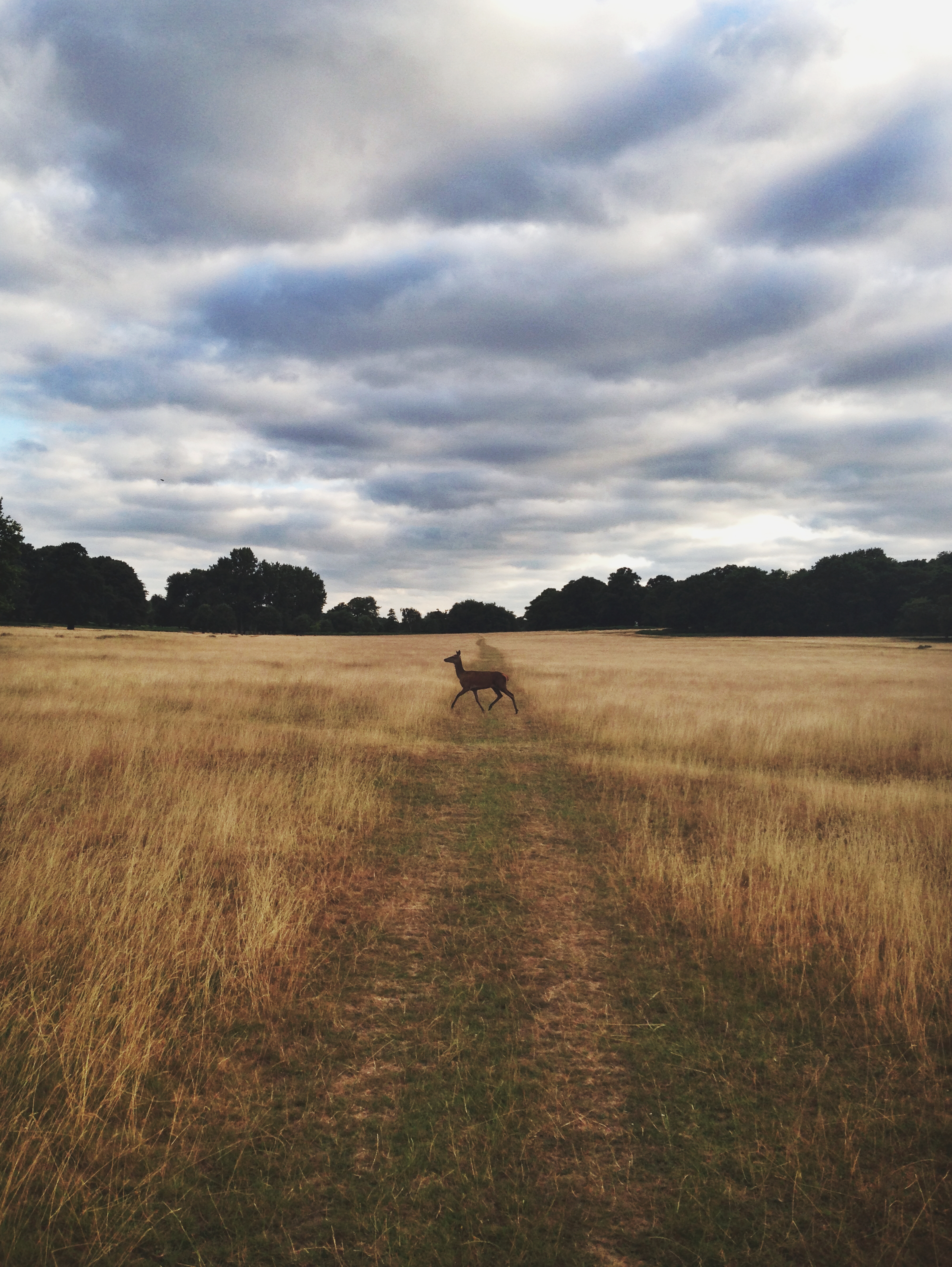 Richmond Park, United Kingdom - 