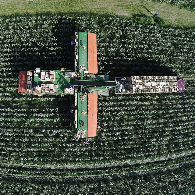 A nice aerial view of the mule train. It's a beautiful day to pick some corn! #sweetcorn #farm #florida #floridafarm #wintercorn #floridaagriculture #agriculture #aglife #ag4life #southorida #usa #americanagriculture @agriculture_worldwide