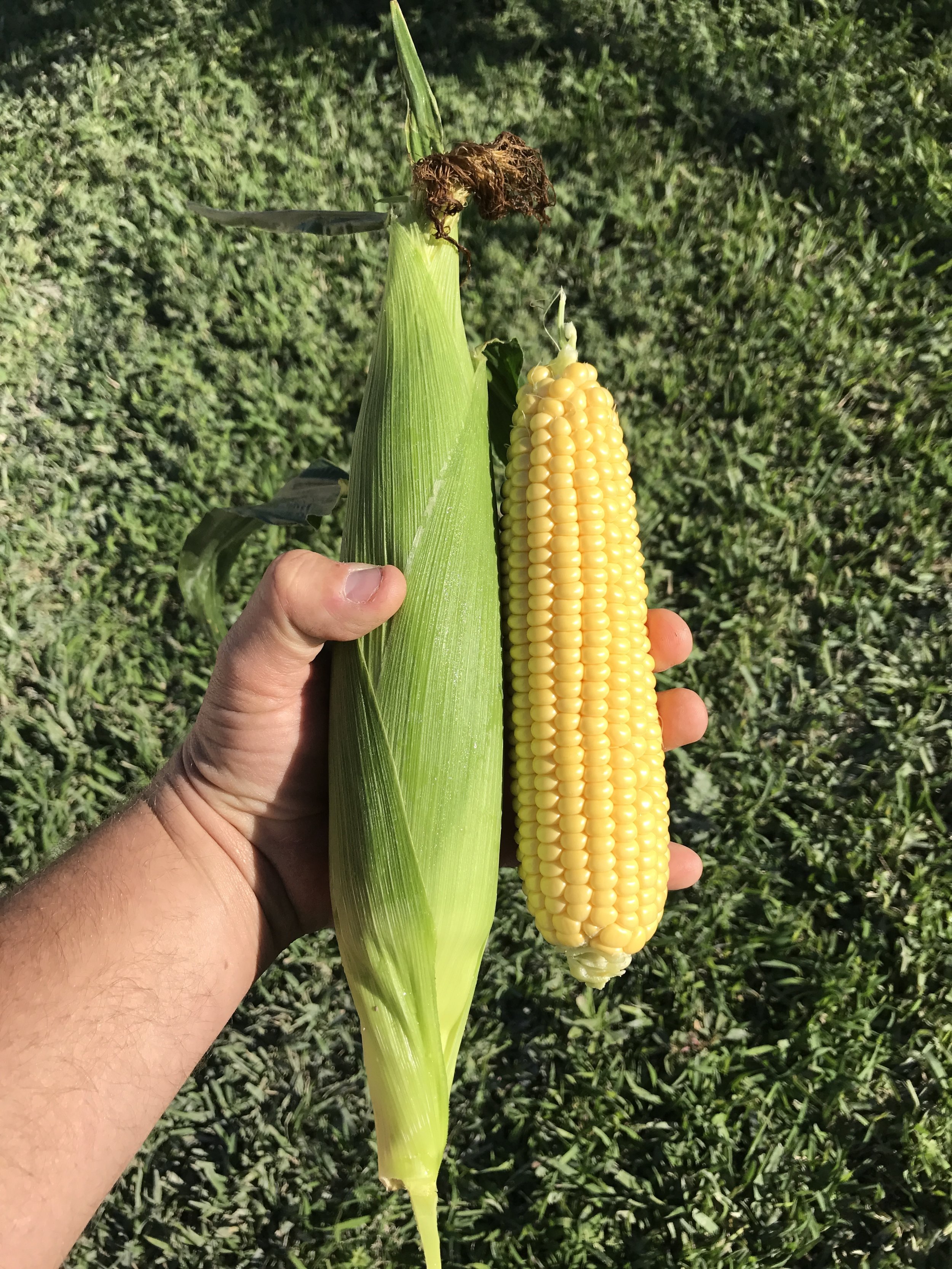 South Florida Fresh Winter Yellow Sweet Corn Winter Produce