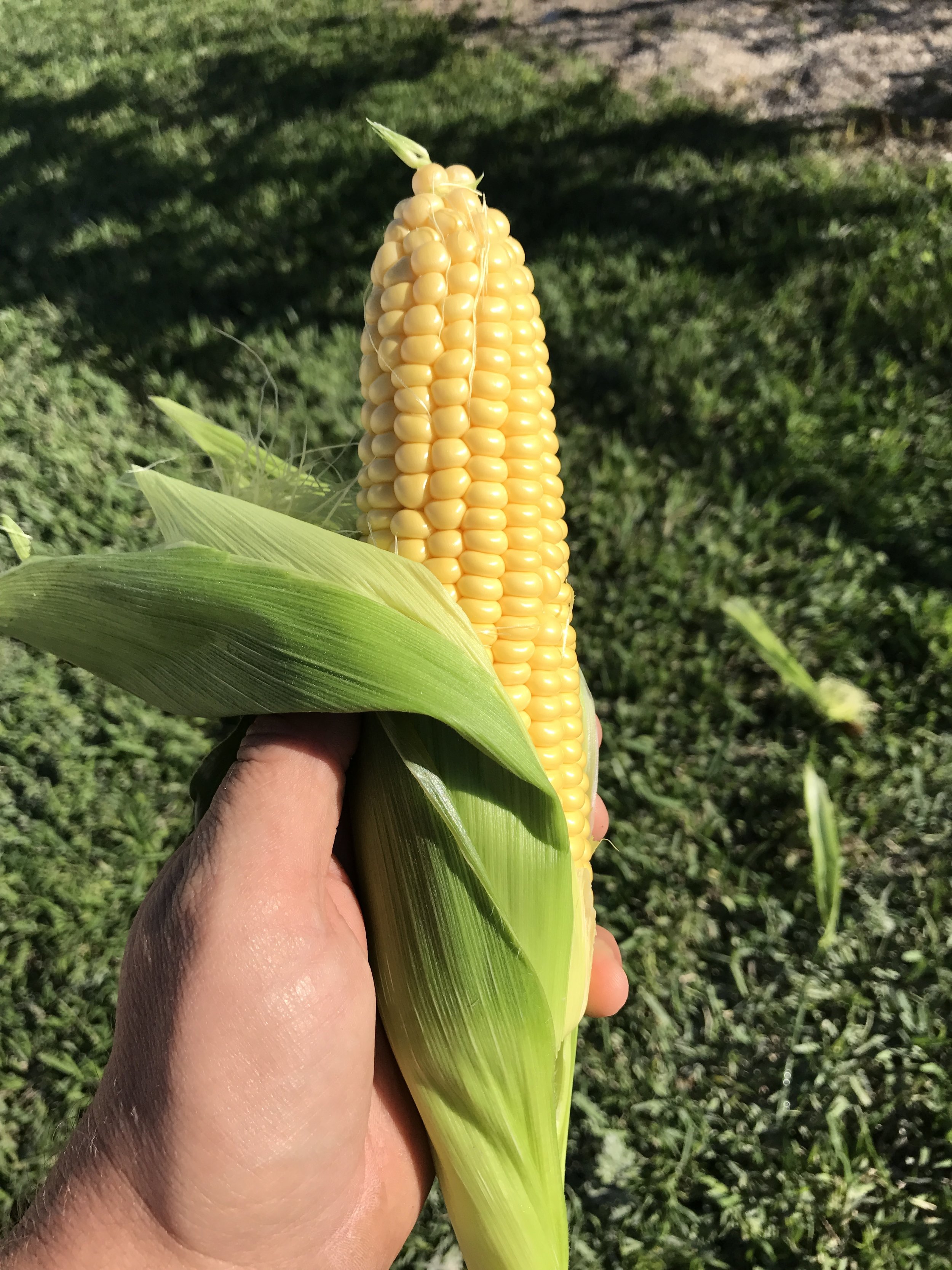 Yellow Sweet Corn Winter Produce