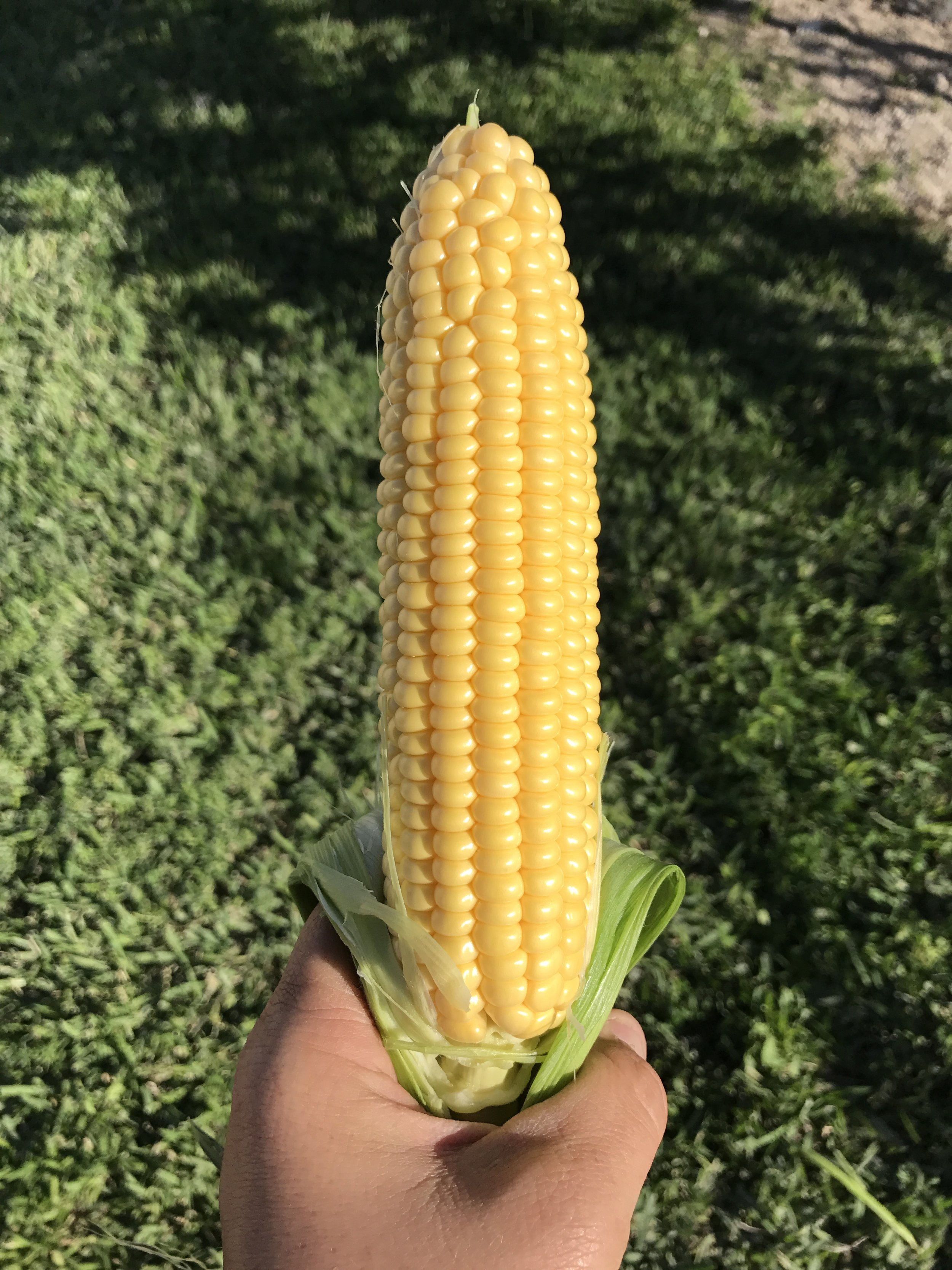 South Florida Fresh Yellow Sweet Corn Winter Produce