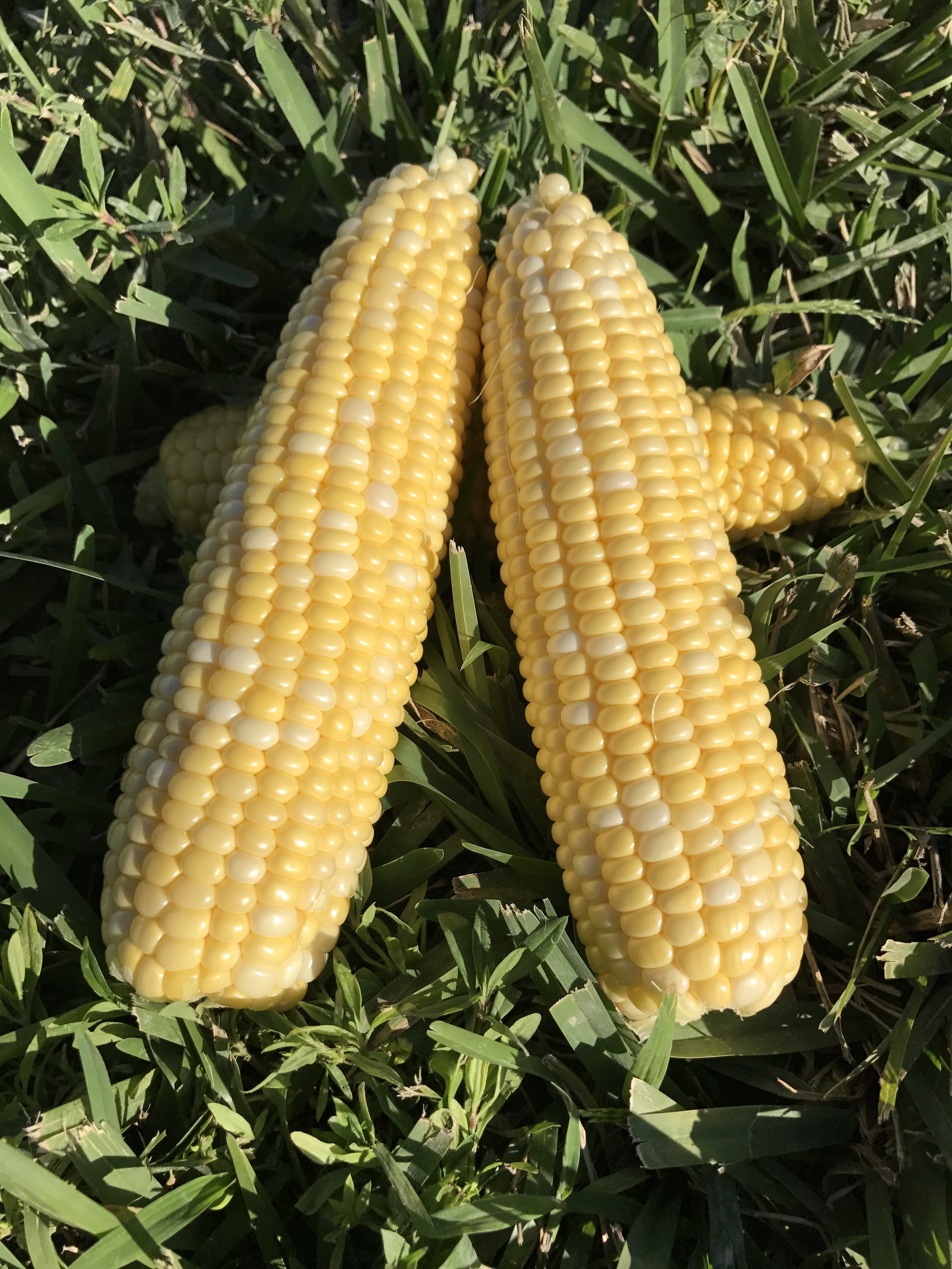 Two ears of south florida fresh winter bicolor sweet corn