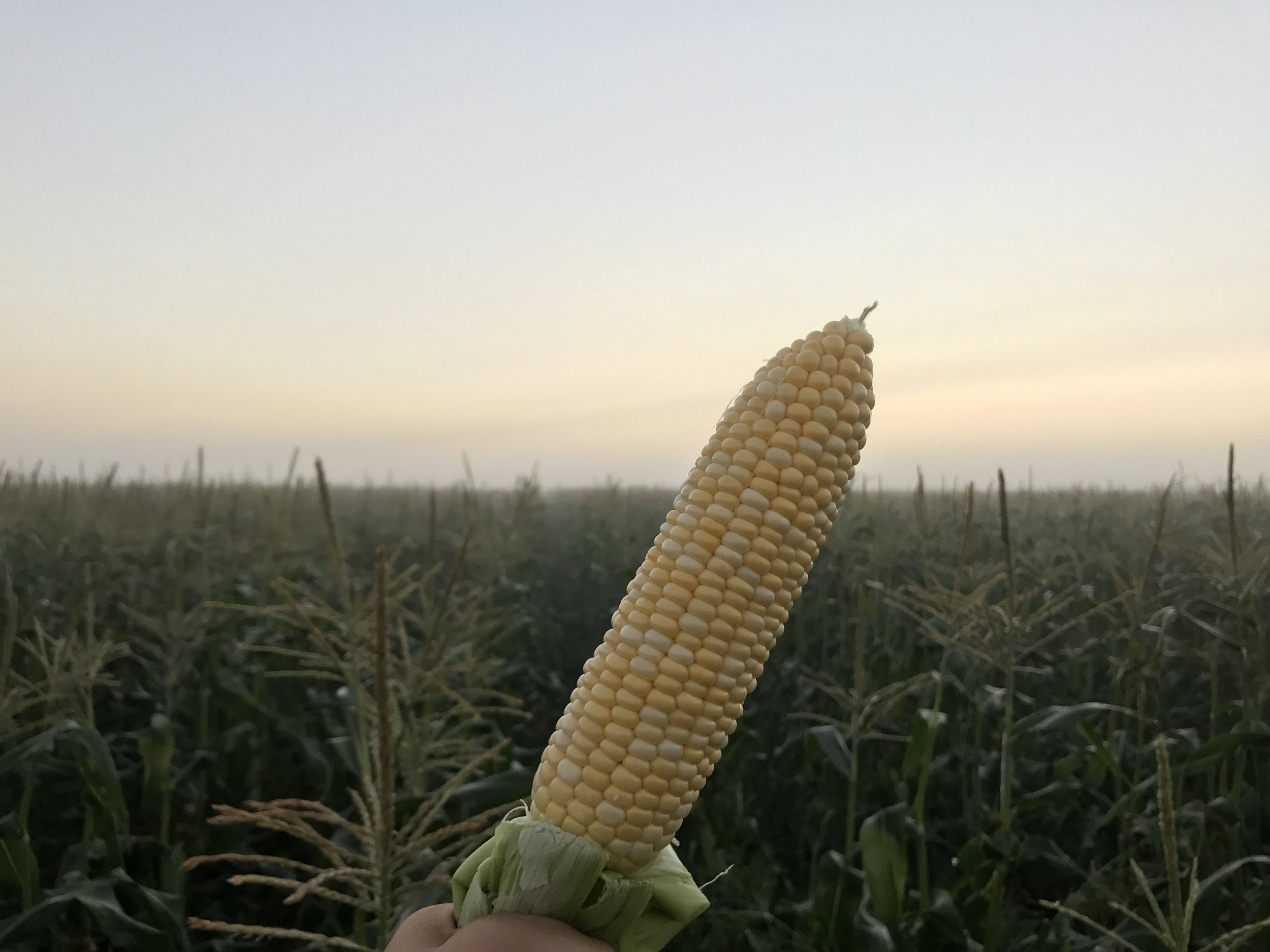 Early Morning south florida Fresh Winter Bicolor Sweet Corn