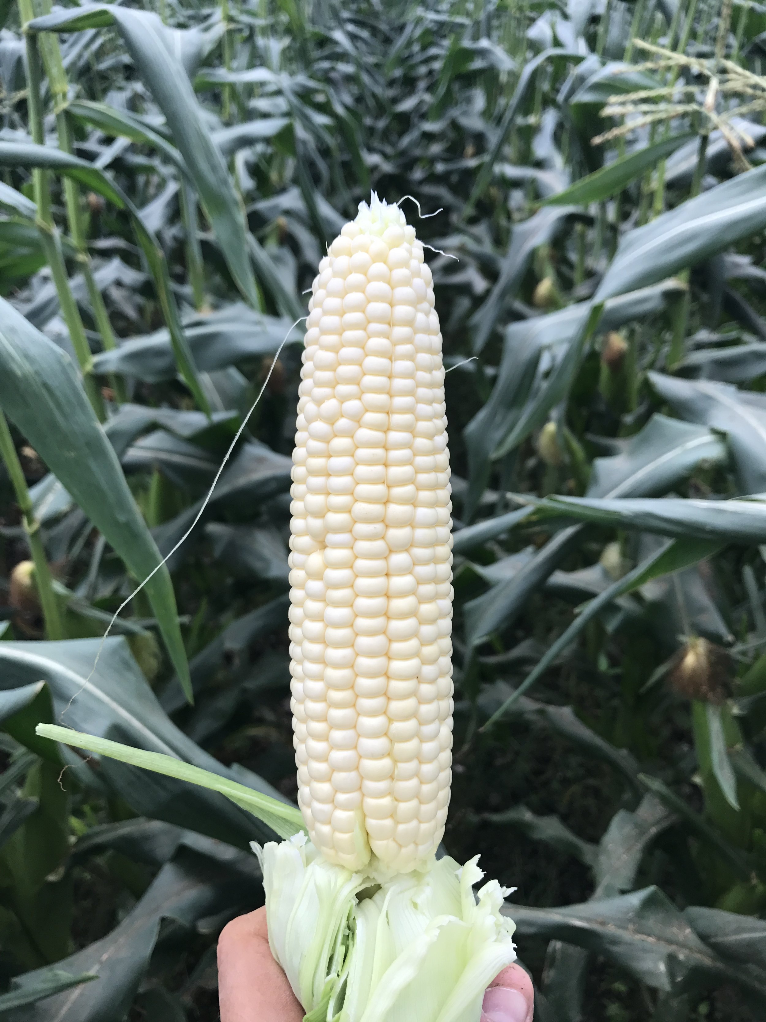 White South Florida Fresh Winter Sweet Corn