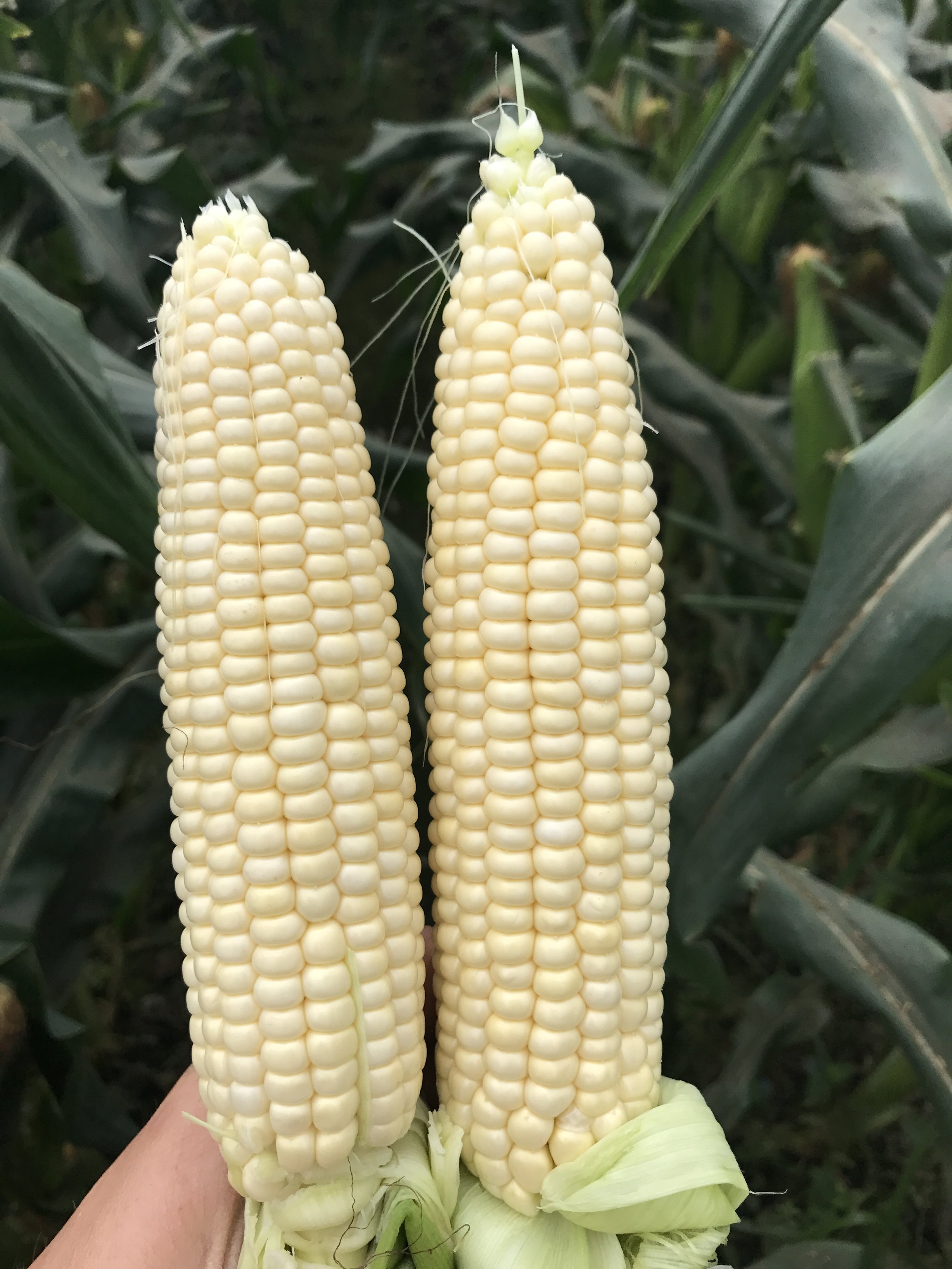 Two Florida Fresh Winter White Sweet Corn